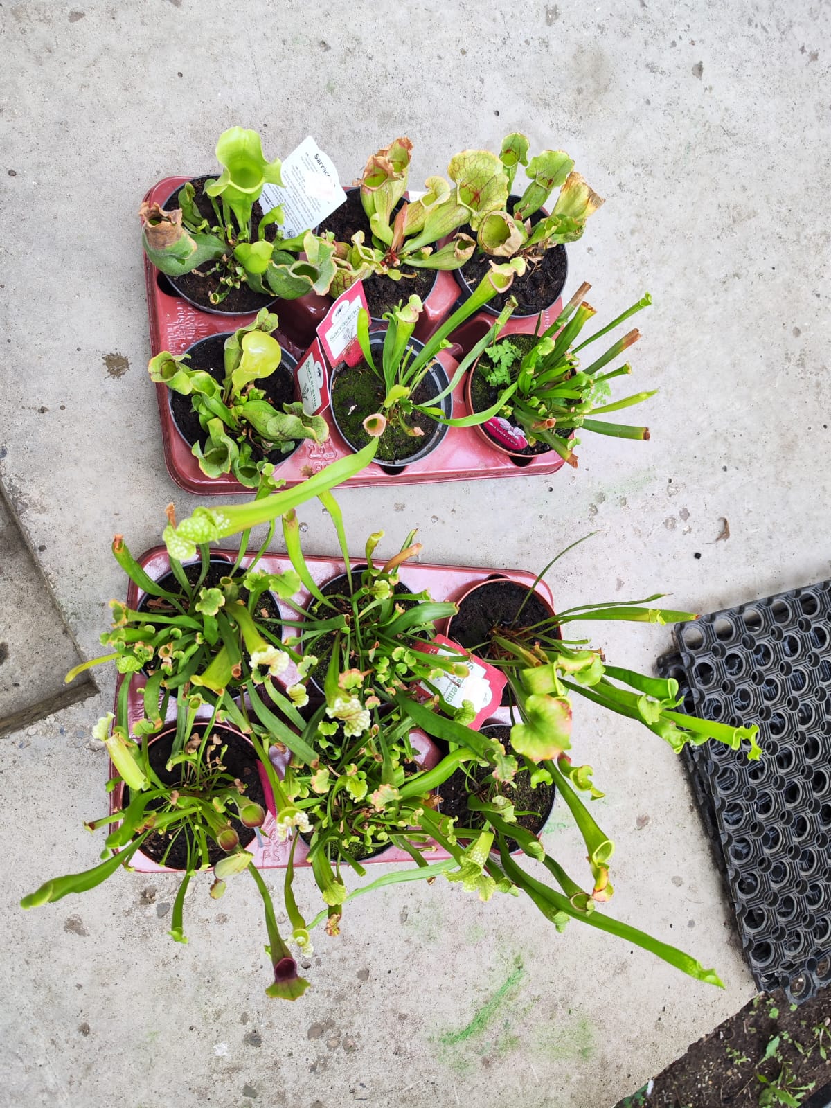 Саррацения микс уцен. (Sarracenia mix) D12см