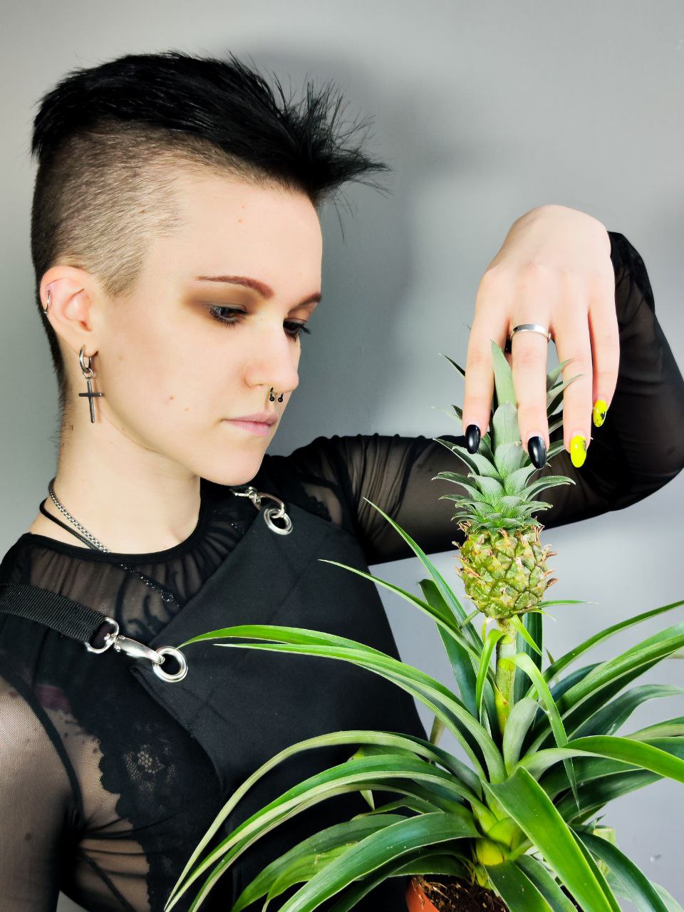 Ананас Корона (Ananas Corona) D12см