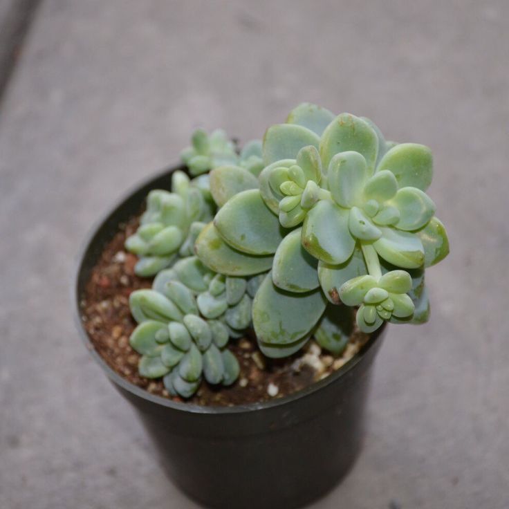 Седум булавовидный (Sedum Clavatum) D8см