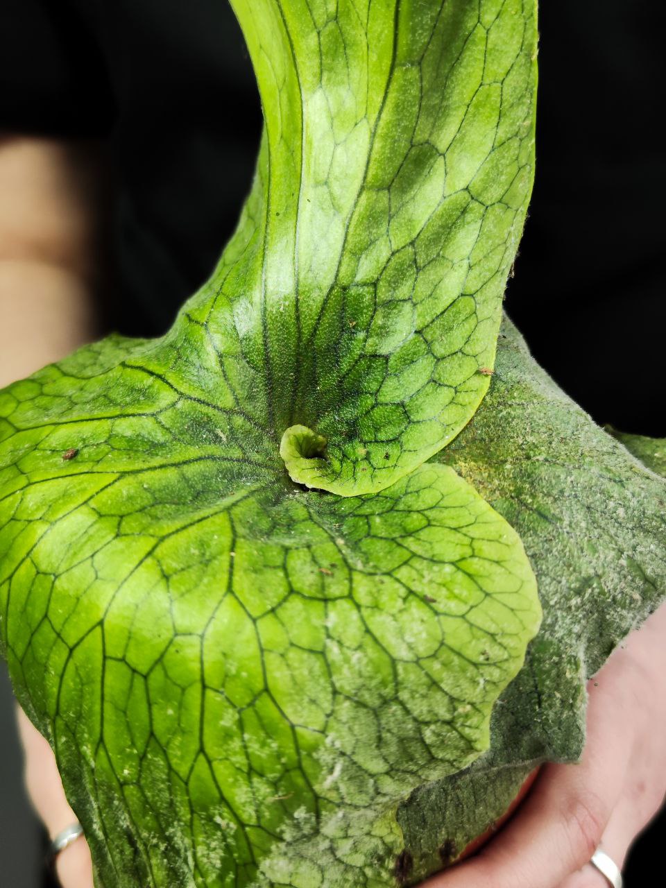 Платицериум Супербум Гиант Старгхон (Platycerium Superbum Giant Staghorn) D12см, СФОРМИРОВАННЫЙ