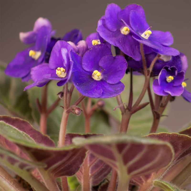 Сенполия Фиолетовая, или Фиалка (Saintpaulia Violet) D10см