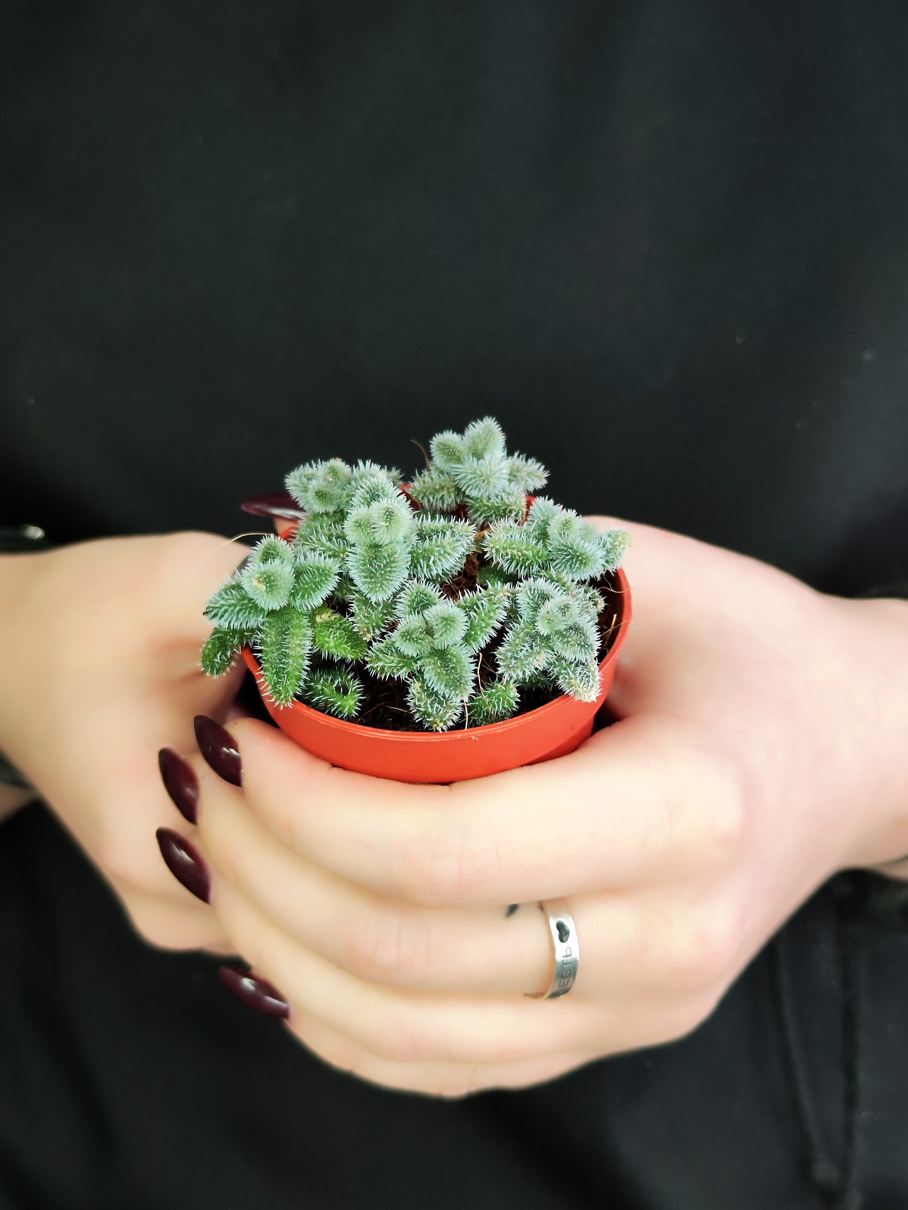 Делосперма Эхинатум (Delosperma Echinatum) D5см