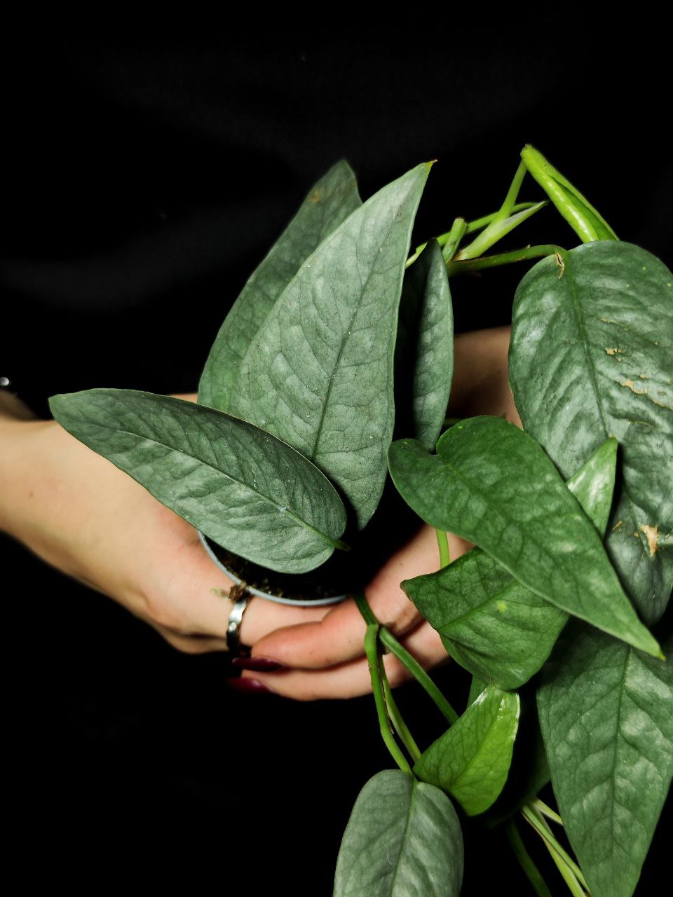 Эпипремнум Себу Блю (Epipremnum Pinnatum Cebu Blue) D6см
