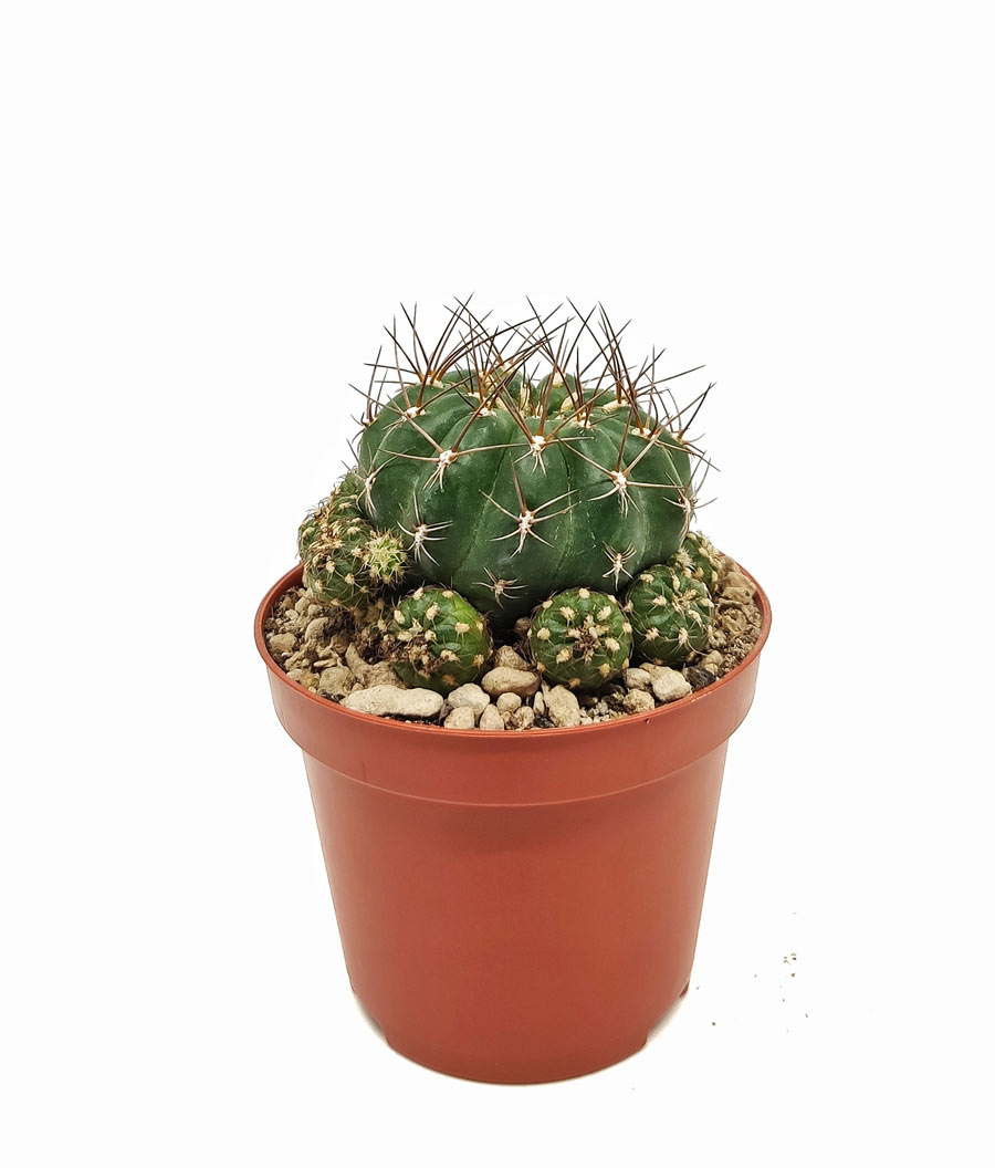 Кактус Матукана Польци (Cactus Matucana Polzii) D5см