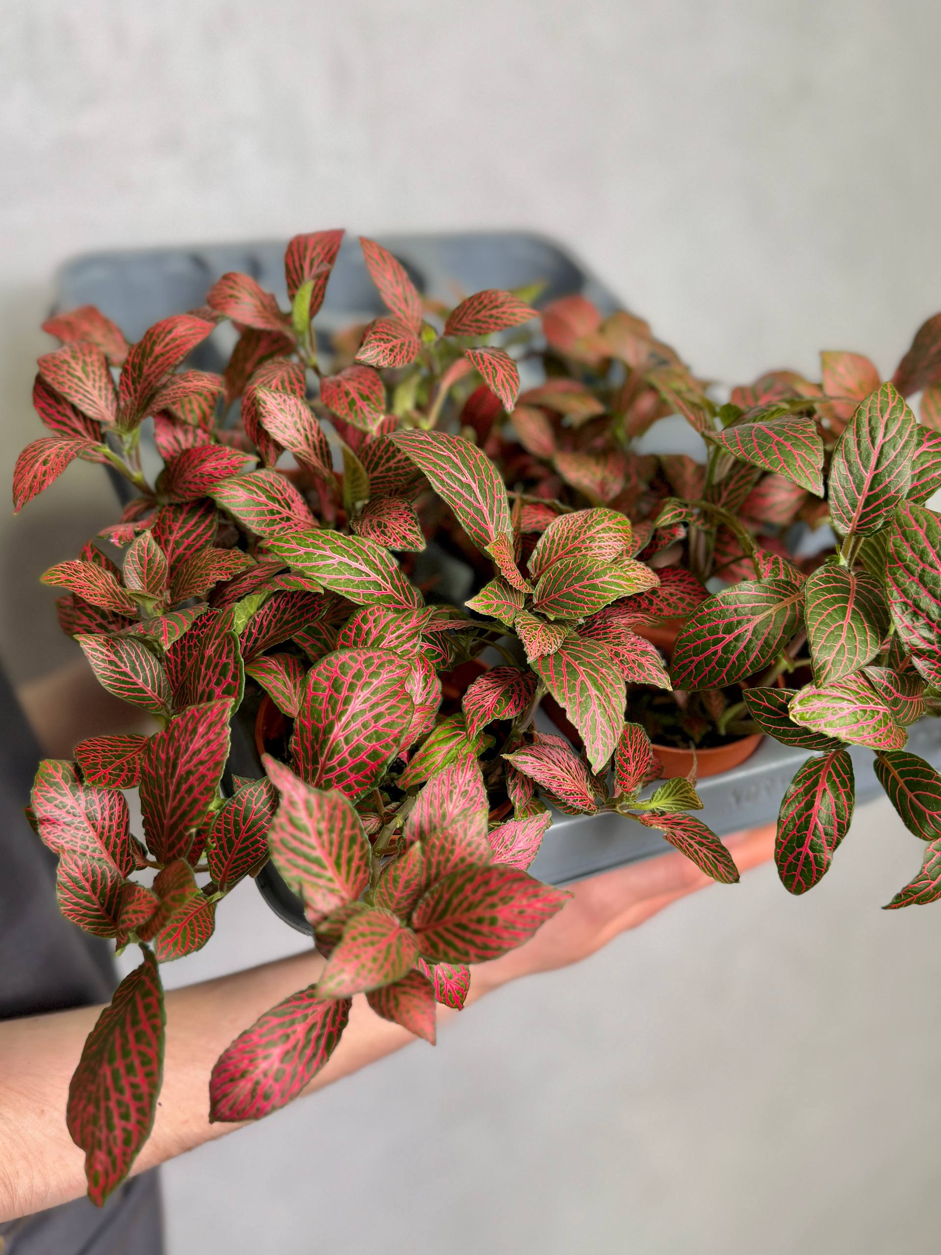 Фиттония Мозаик Пинк Даймонд (Fittonia Mosaic Pink Diamond) D8,5см