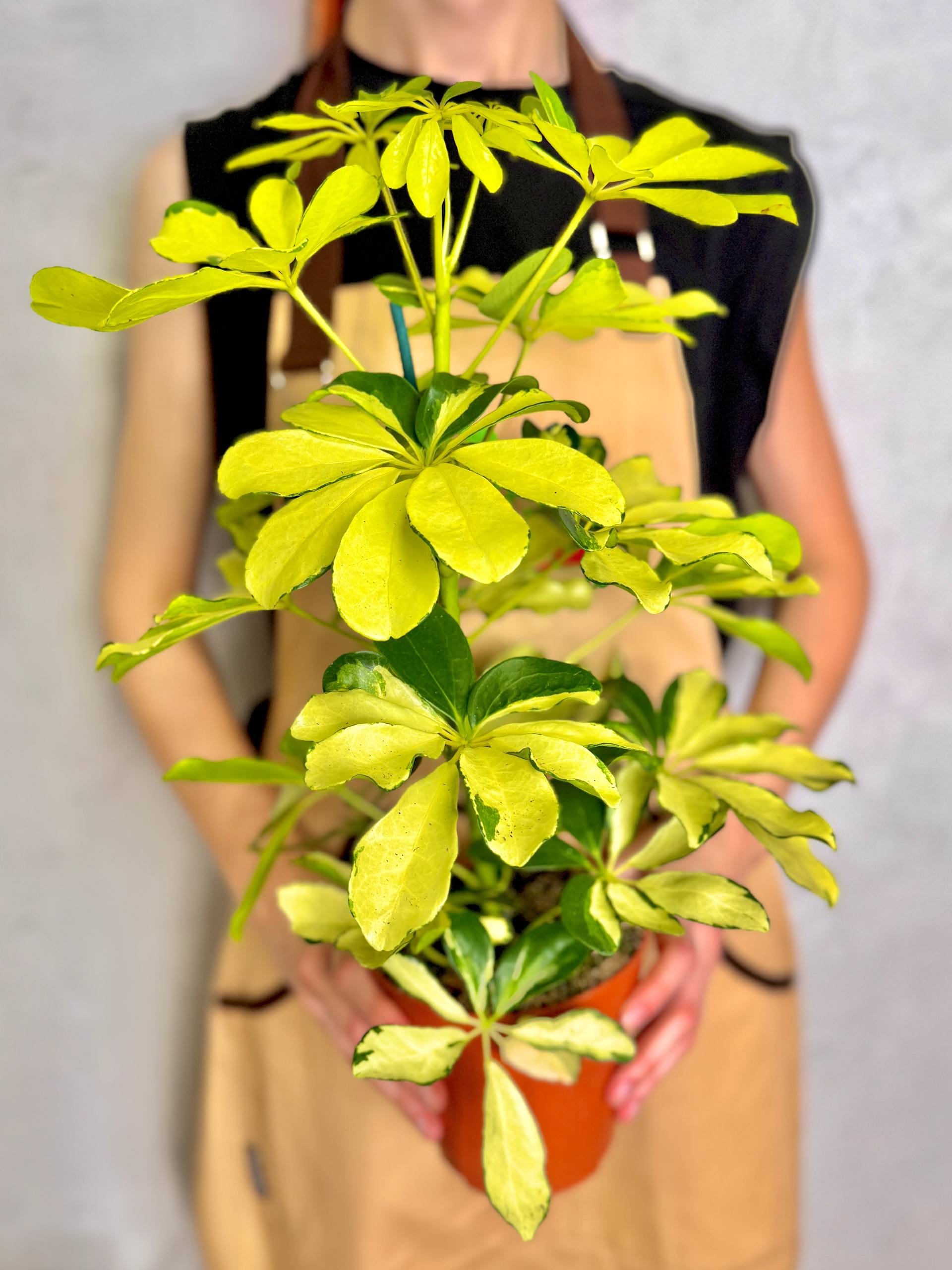 Шеффлера Мелани (Schefflera Melanie) D12см