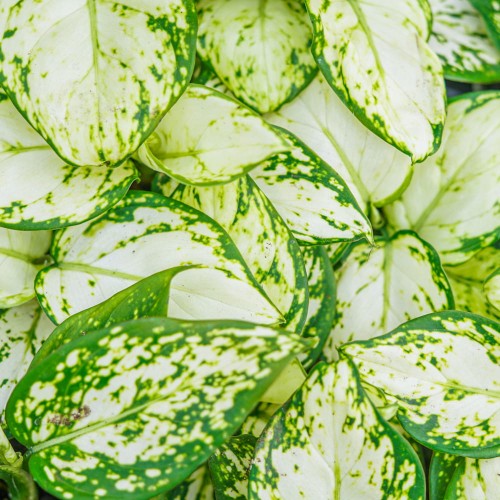 Аглаонема Сноуфлейк (Aglaonema Snowflake) D6см