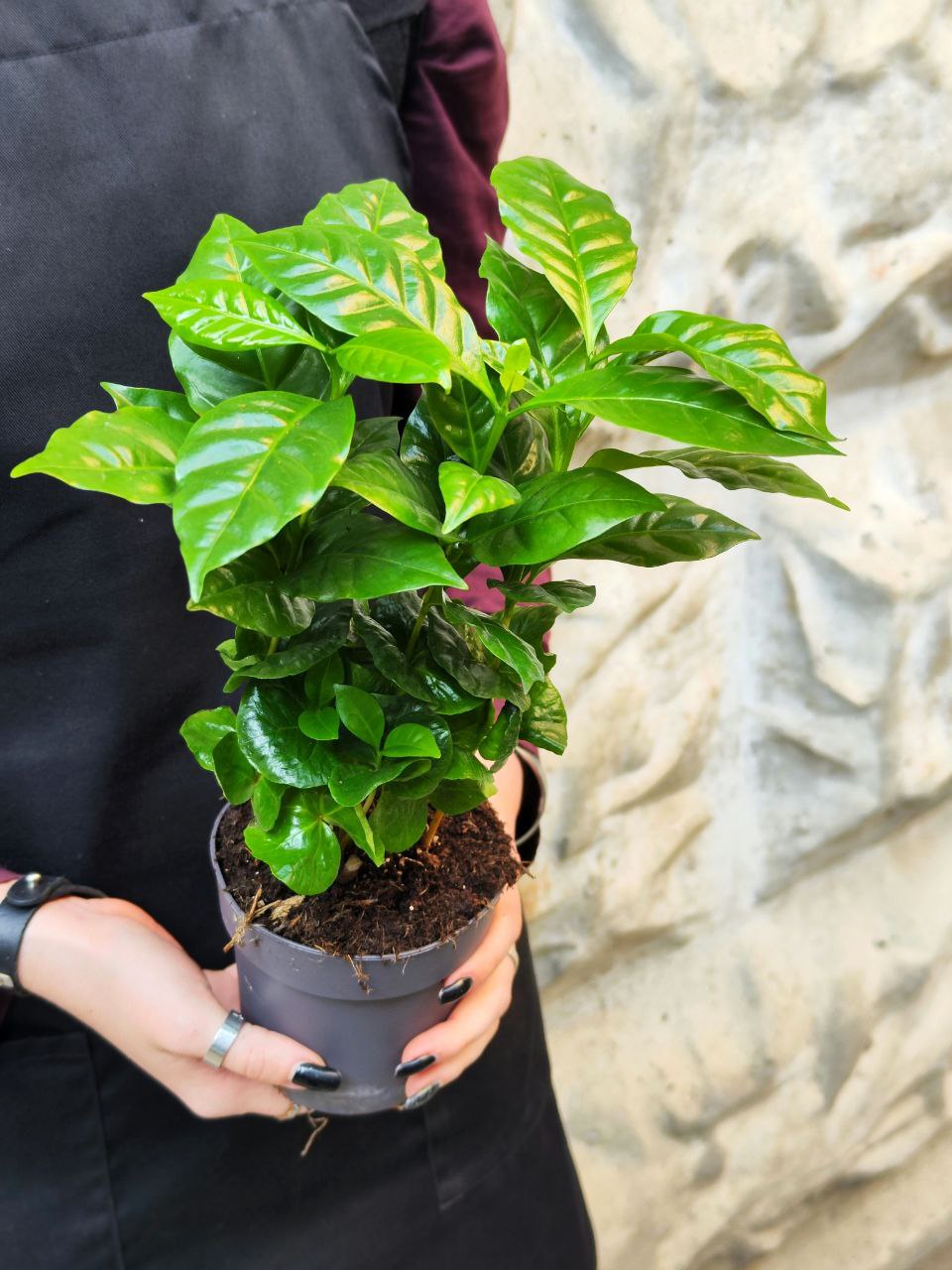 Кофейное Дерево Арабика (Coffea Arabica) D11см