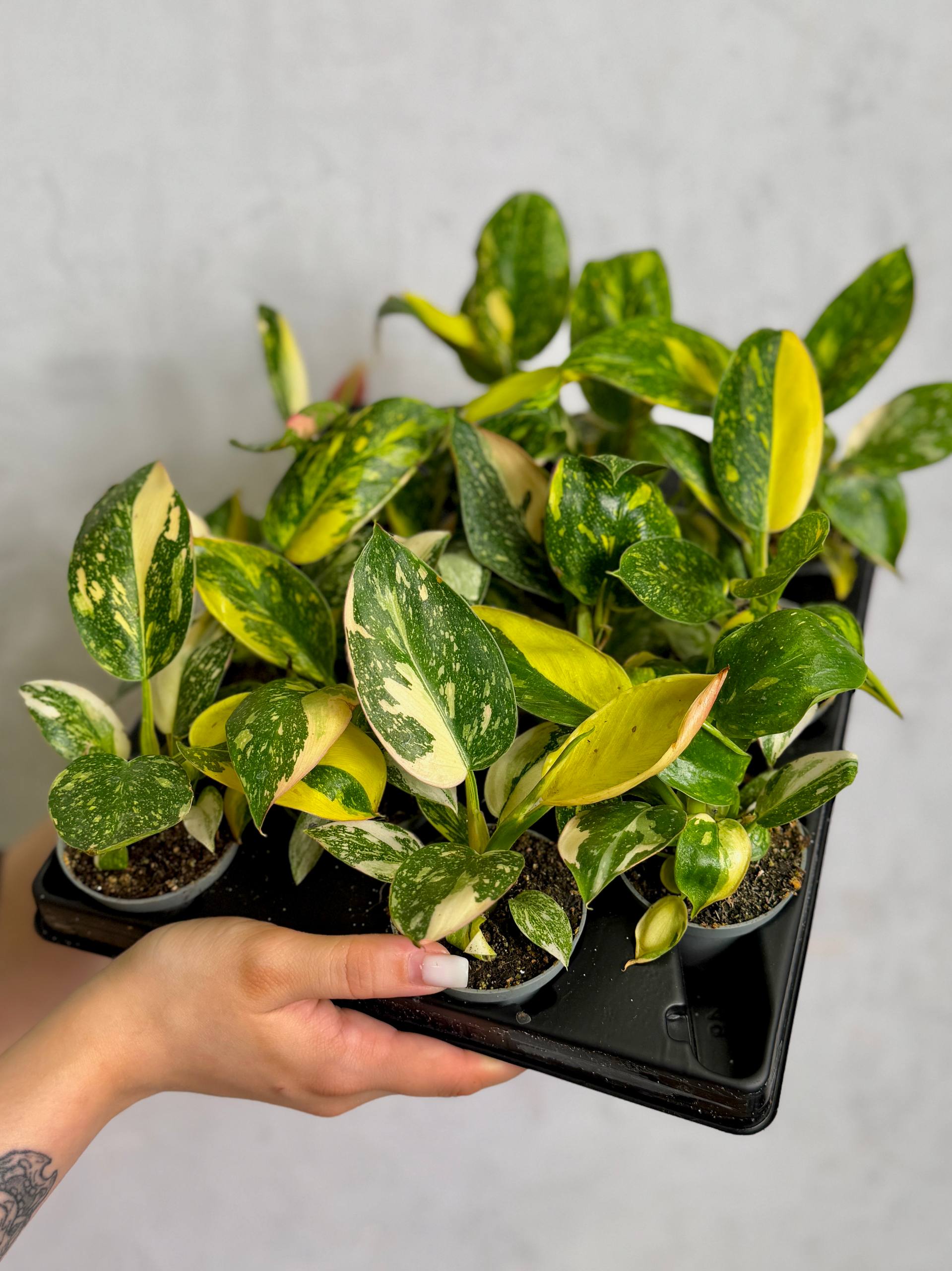 Филодендрон Грин Конго Вариегата (Philodendron Green Congo Variegata) D6см