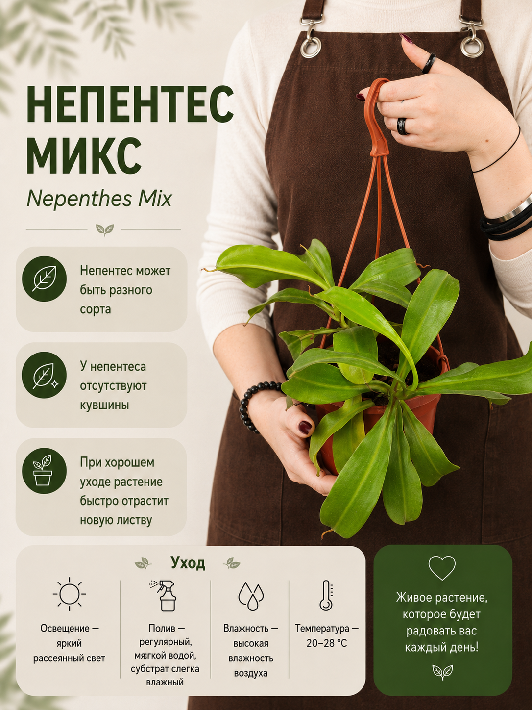 Непентес Микс (без кувшинов) D14см, УЦЕНКА