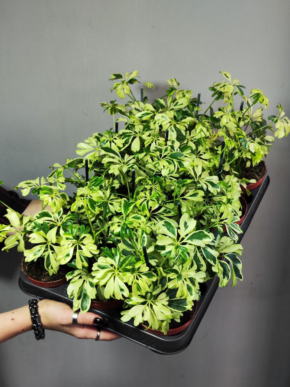 Шеффлера Арборикола Жанин (Schefflera Arboricola Janine) D9см