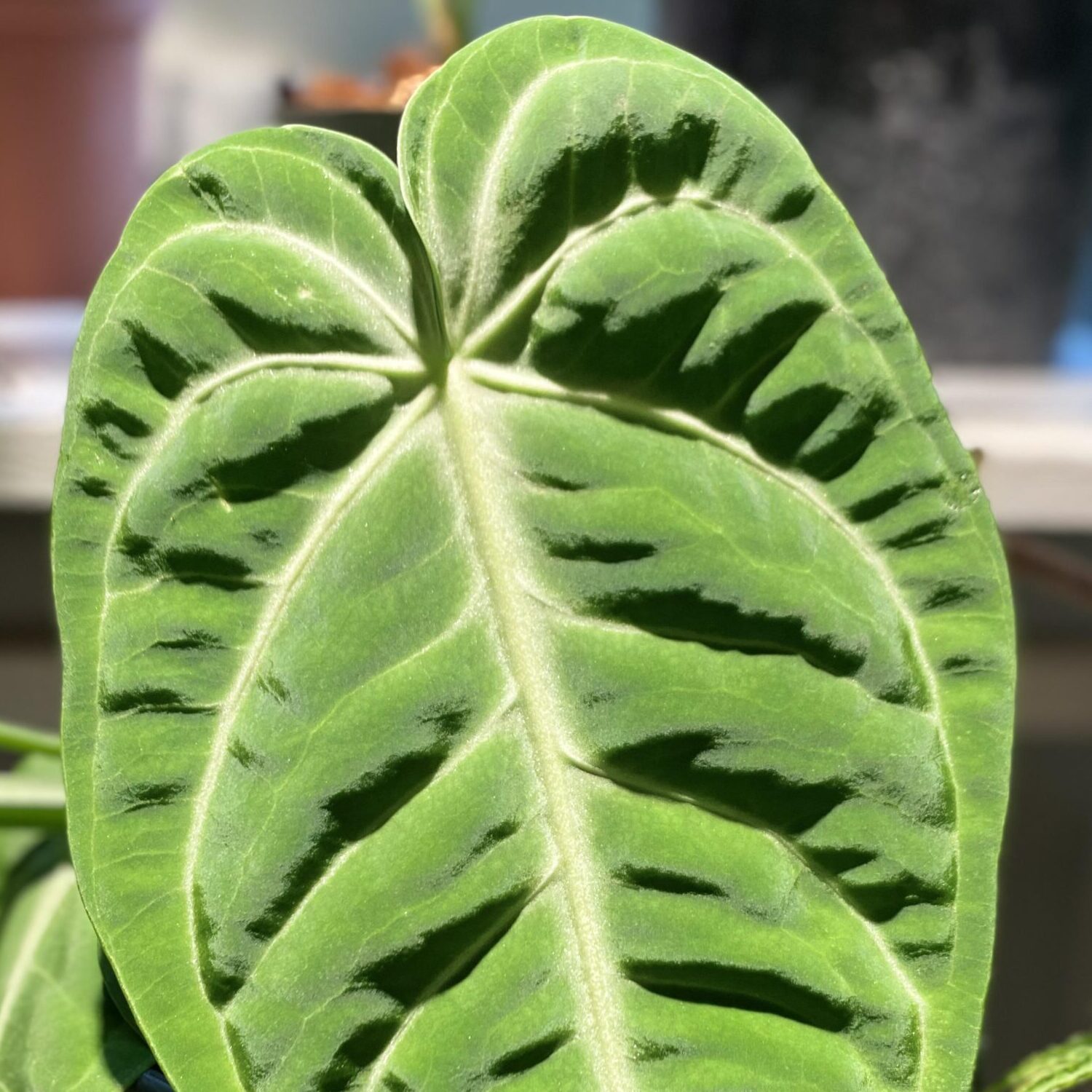 Антуриум Вилленаорум (Anthurium Villenaorum) D6см