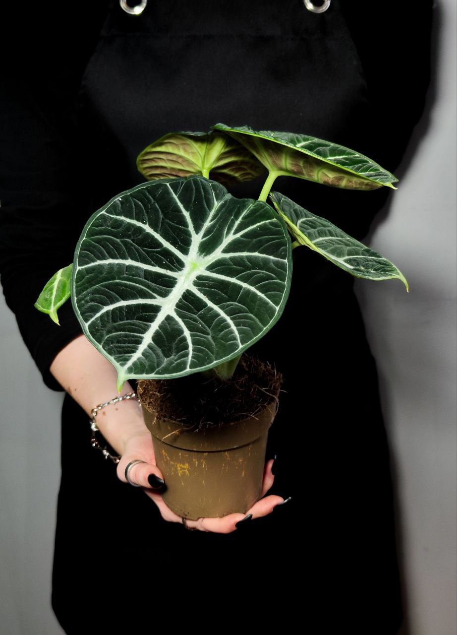 Алоказия Ниндзя (Alocasia Ninja) D11см