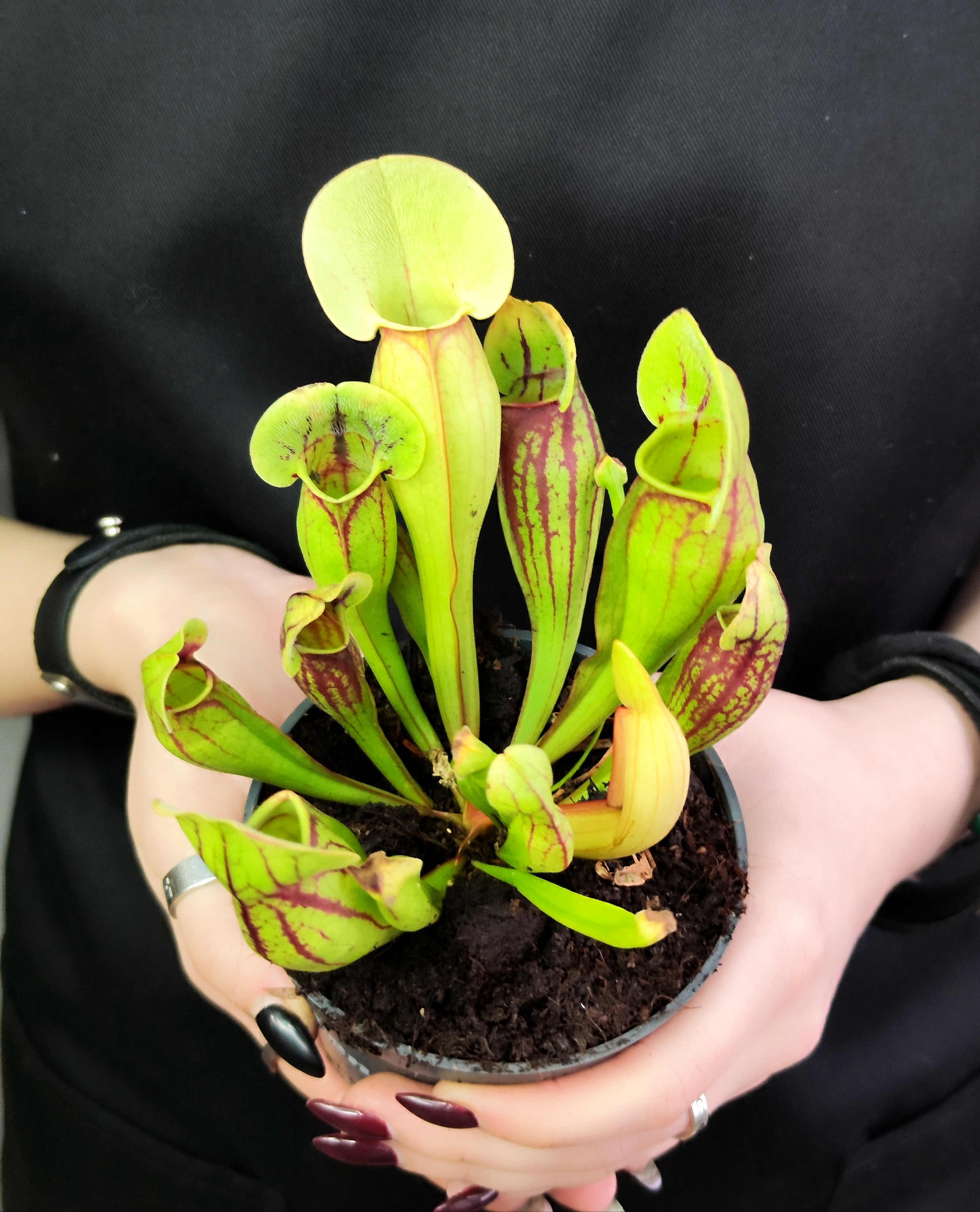 Саррацения Дракула (Sarracenia Dracula) D9см