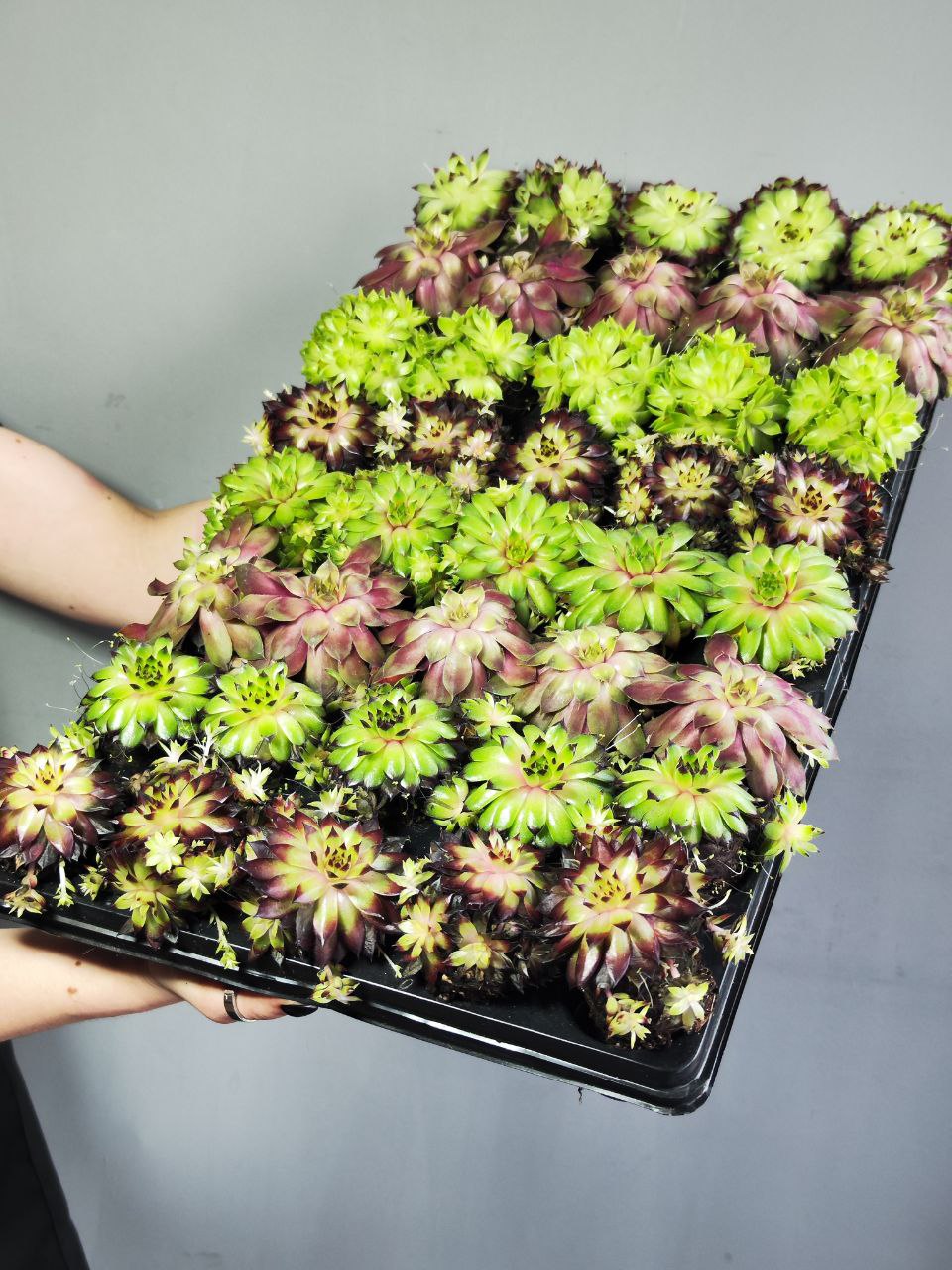 Молодило Кассиопея (Sempervivum Cassiopeia) D5см