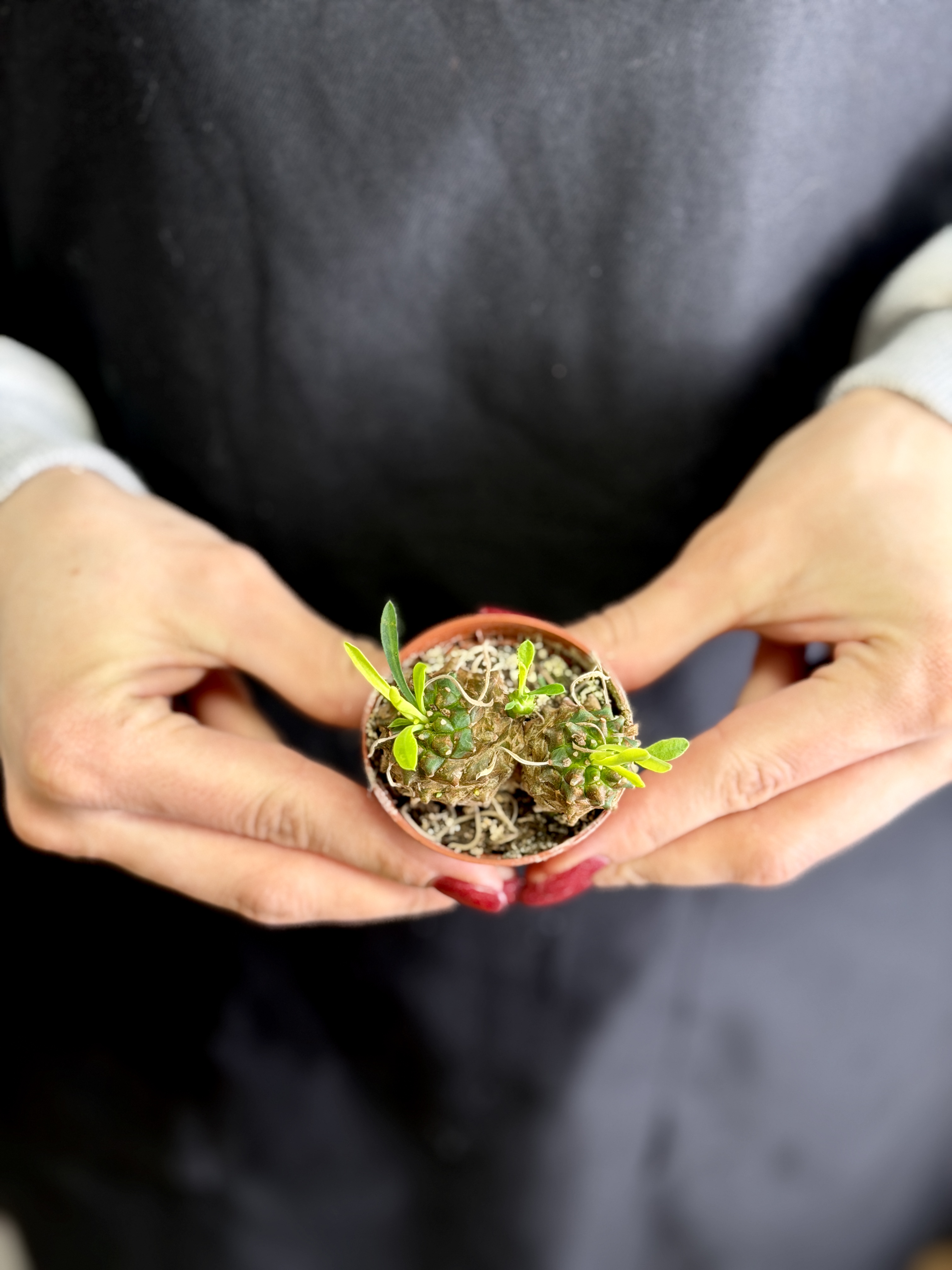 Эуфорбия Буплеурифолията (Euphorbia Bupleurifolia) D5см