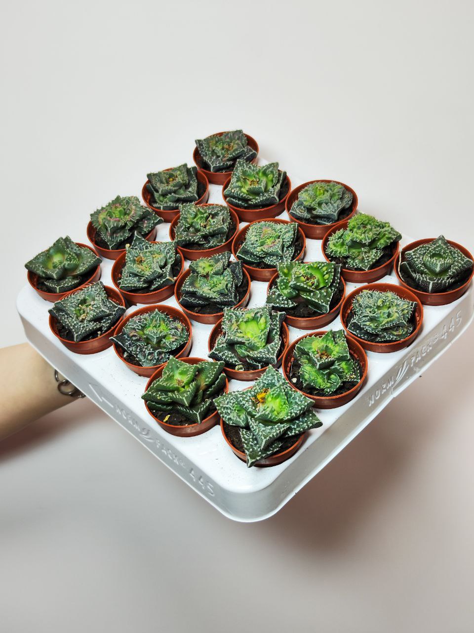Фаукария Монстроза (Faucaria tigrina f. monstruosa) D5см