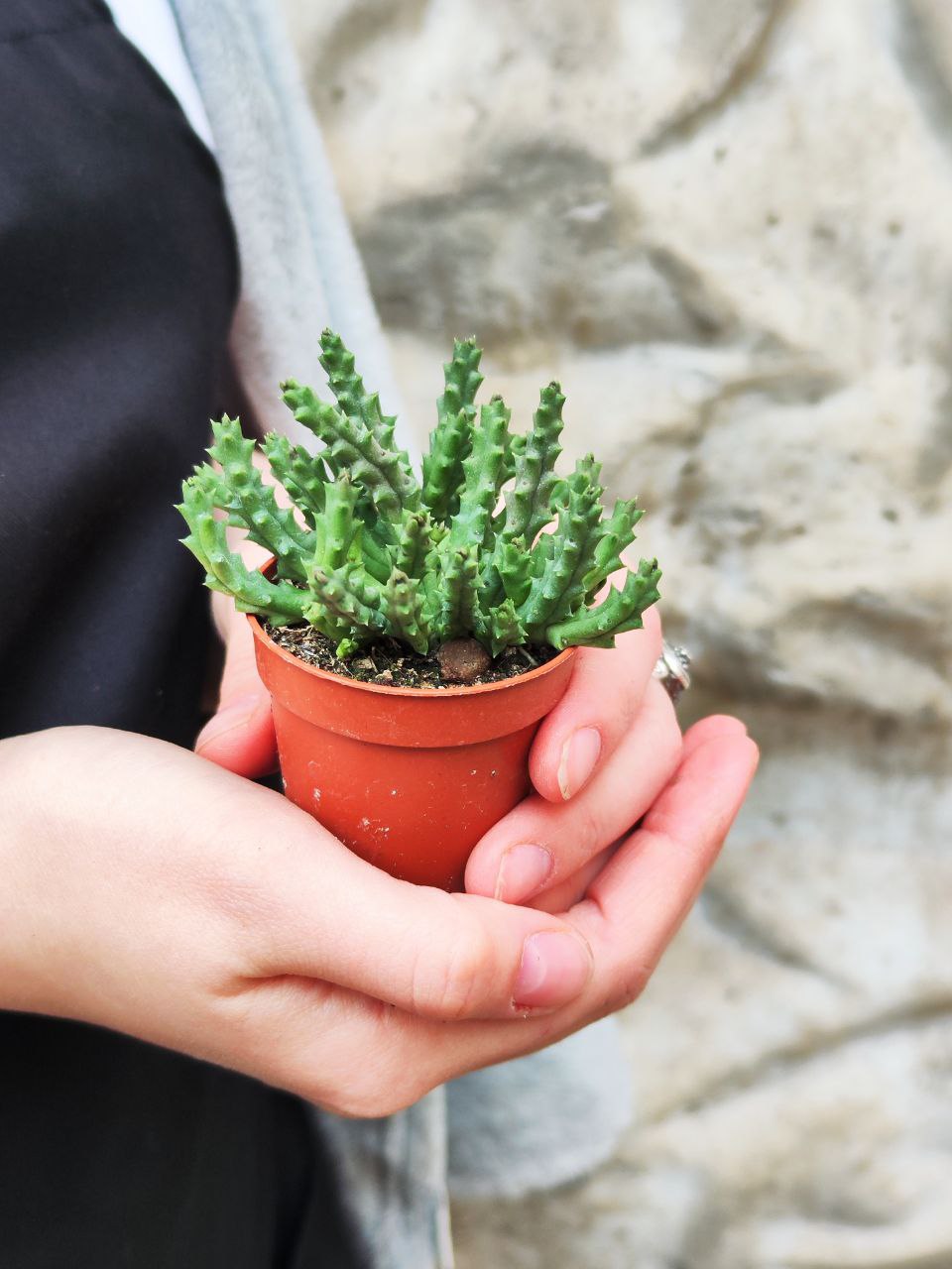 Стапелия Пестрая (Stapelia Variagata) D5см