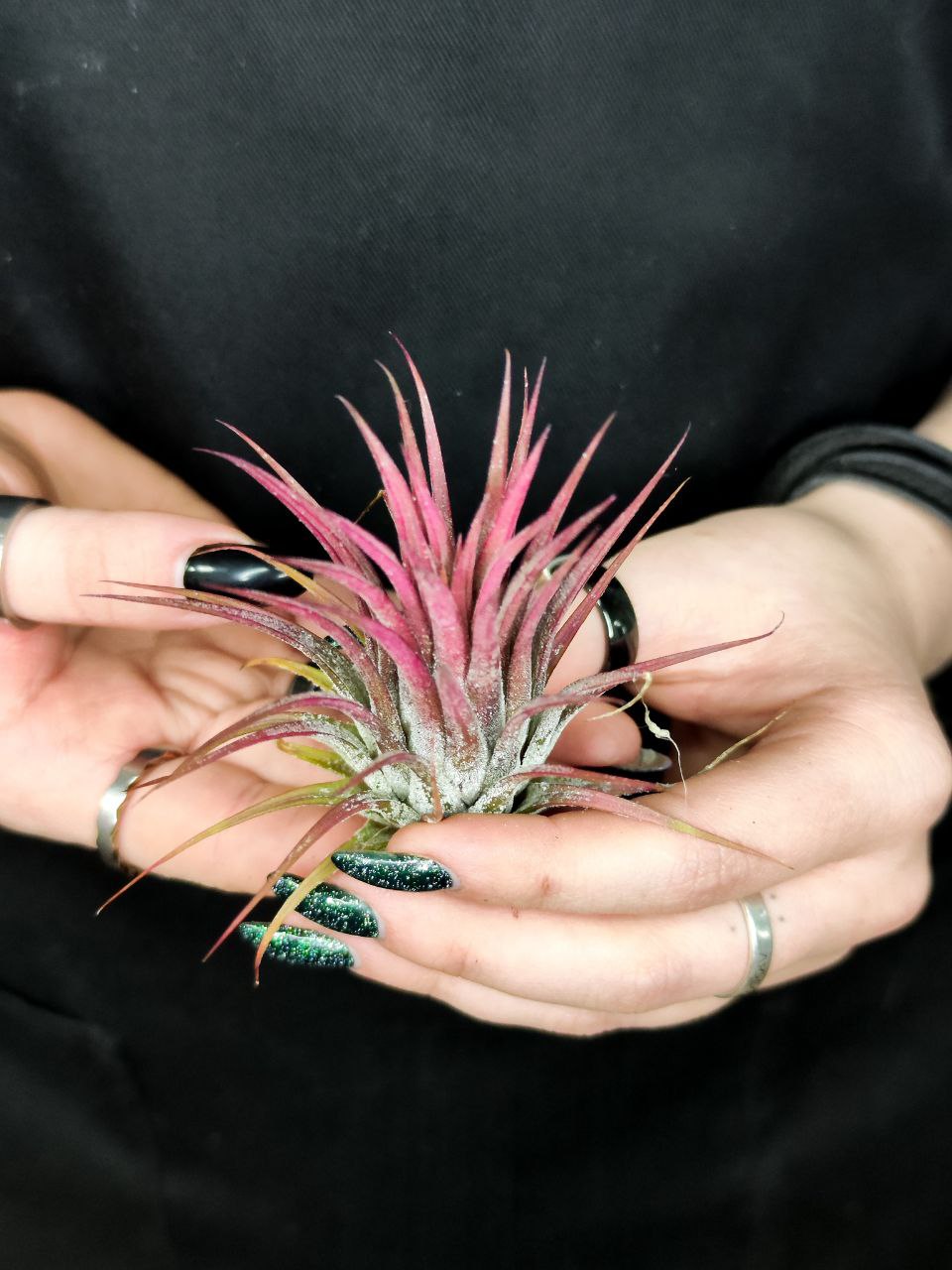 Тилландсия Ионанта Красная (Tillandsia Ionantha Red)