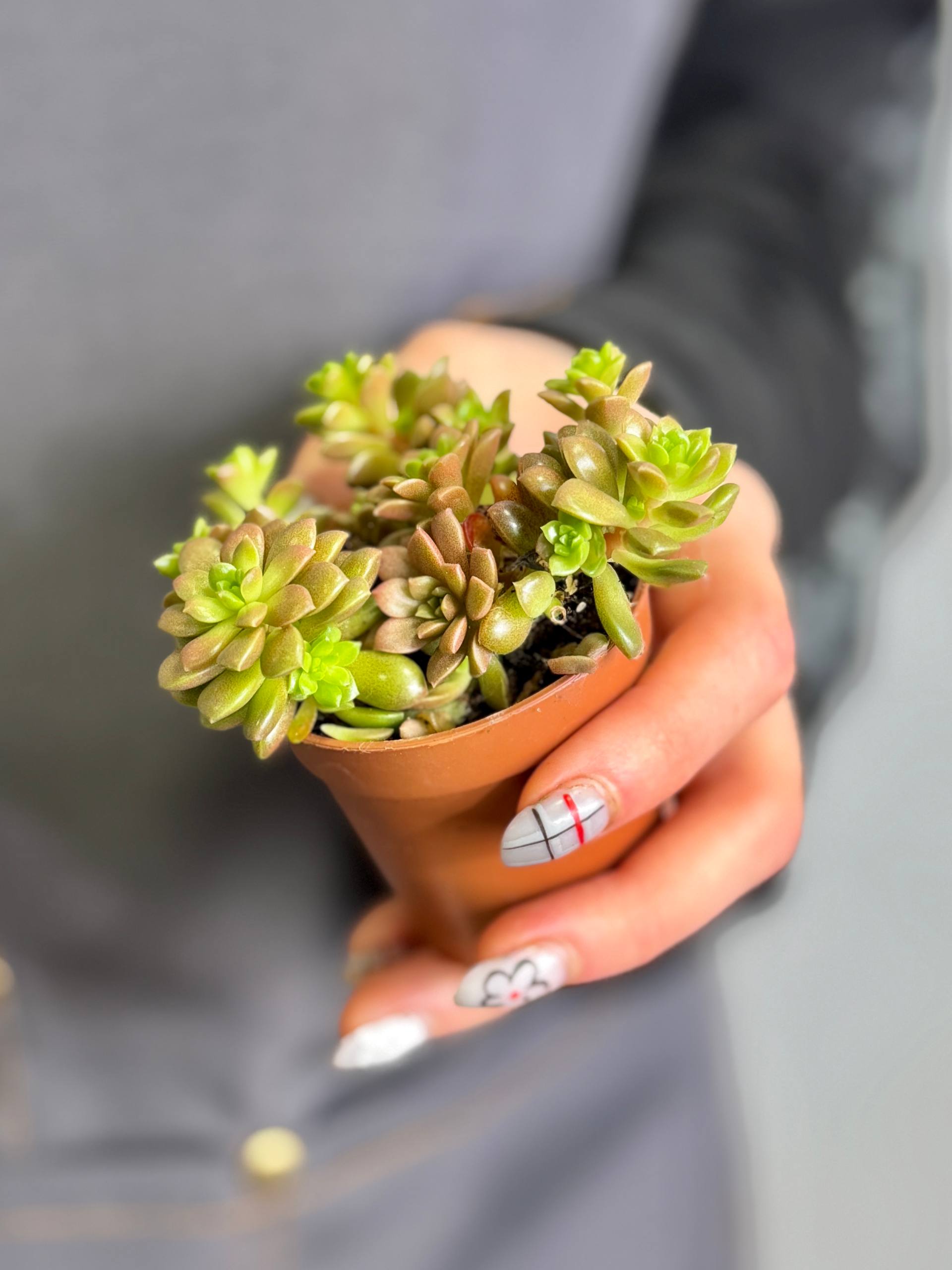 Граптоседум Литтл Джимми (Graptosedum Little Gimmie) D5см