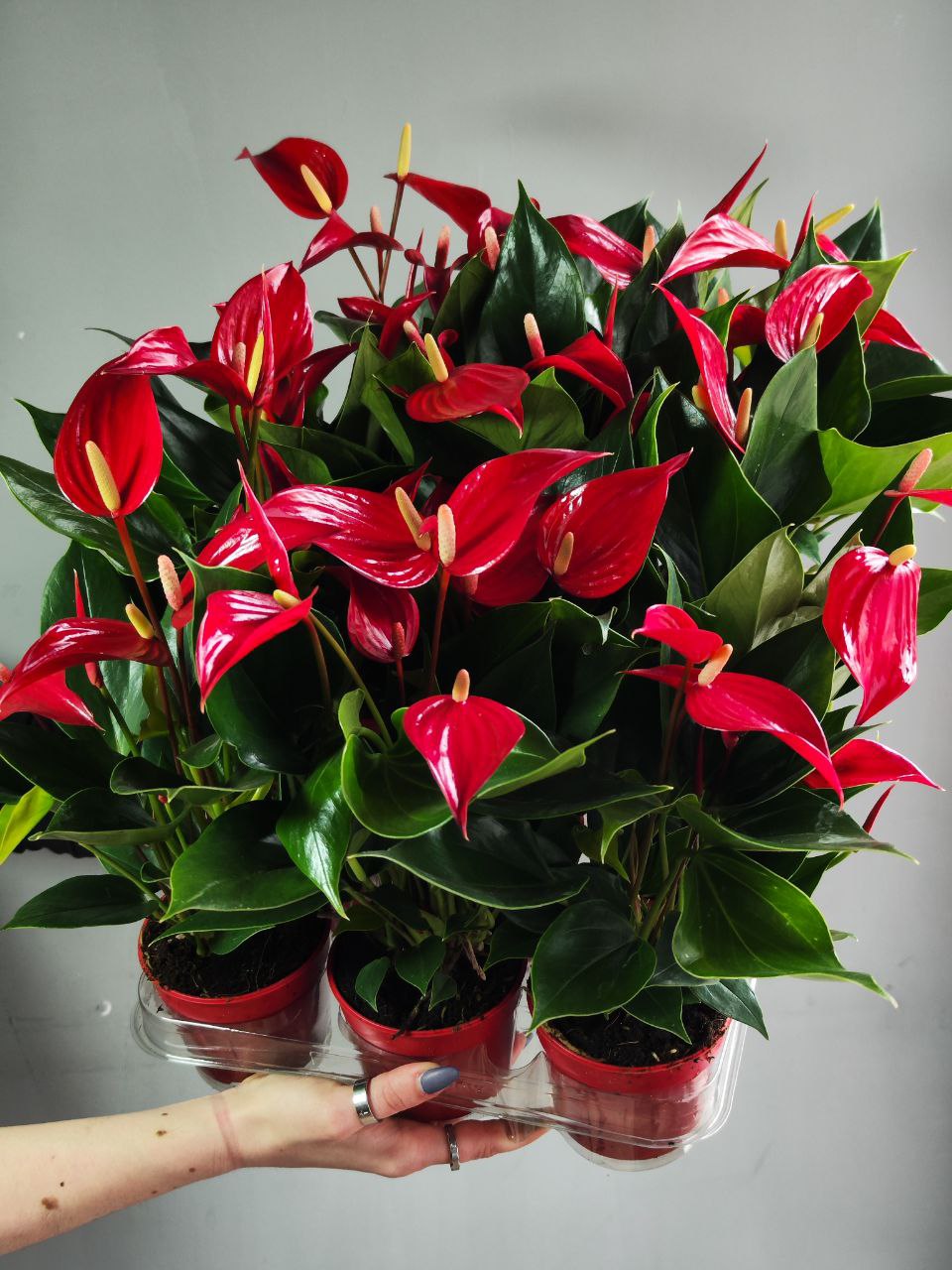 Антуриум Лилли Ред (Anthurium Lilli Red) D9см