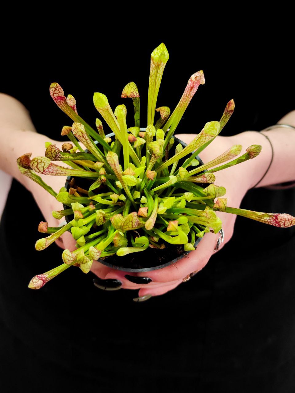Саррацения Риглиана (Sarracenia Wrigleyana) D9см