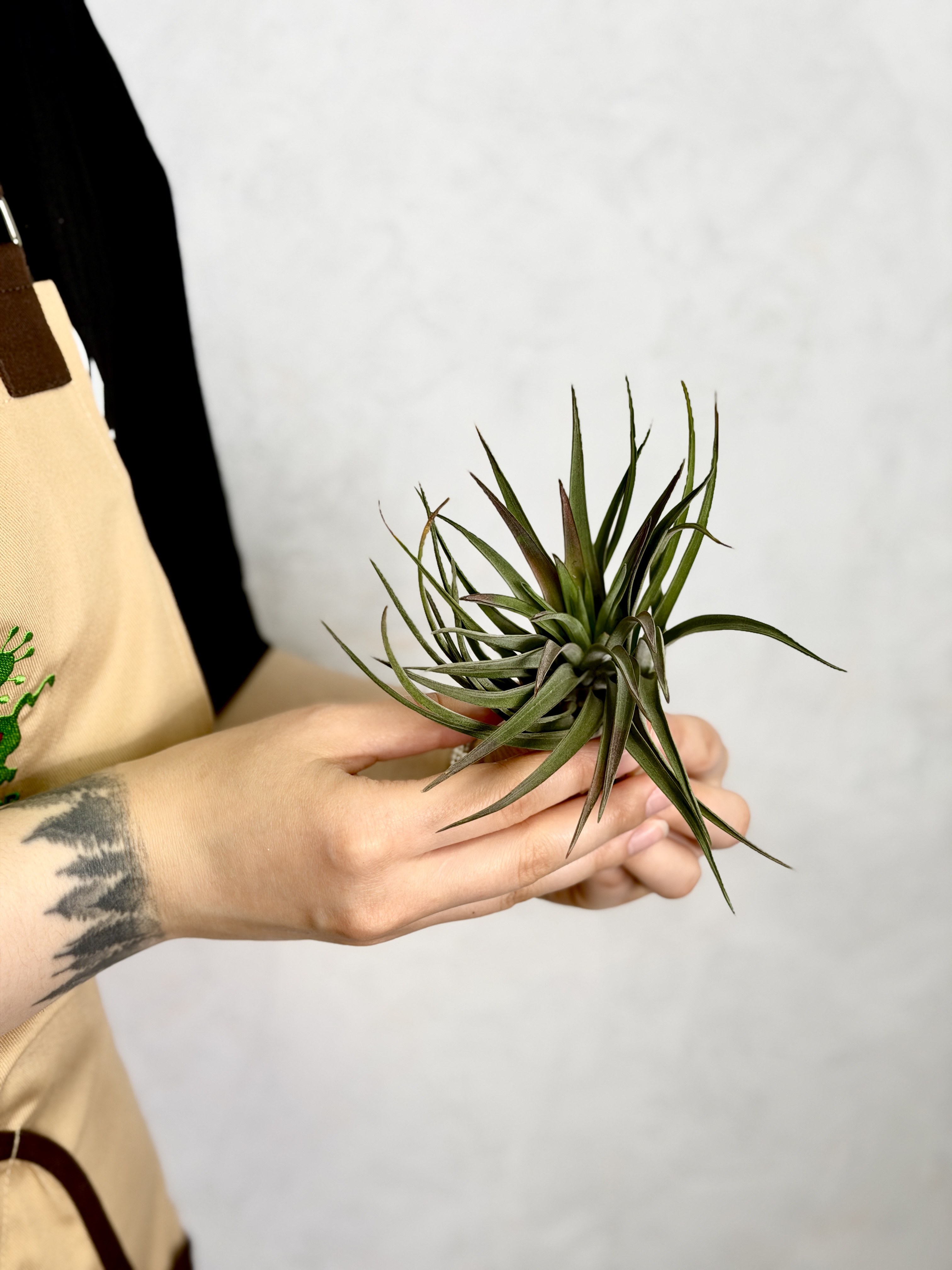 Тилландсия Велютина (Tillandsia Velutina)