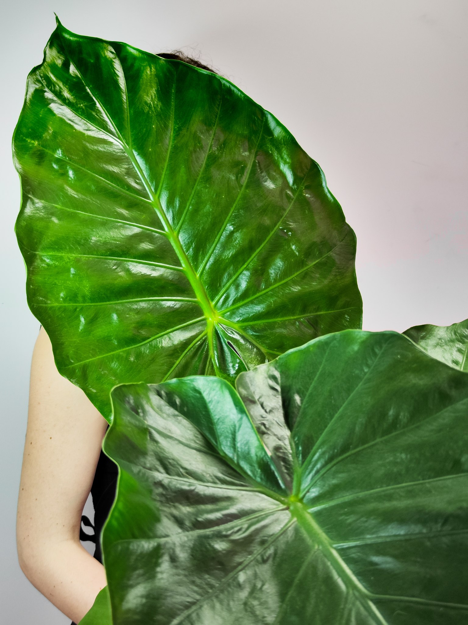 Алоказия Макрориза (Alocasia Macrorrhiza) D17см