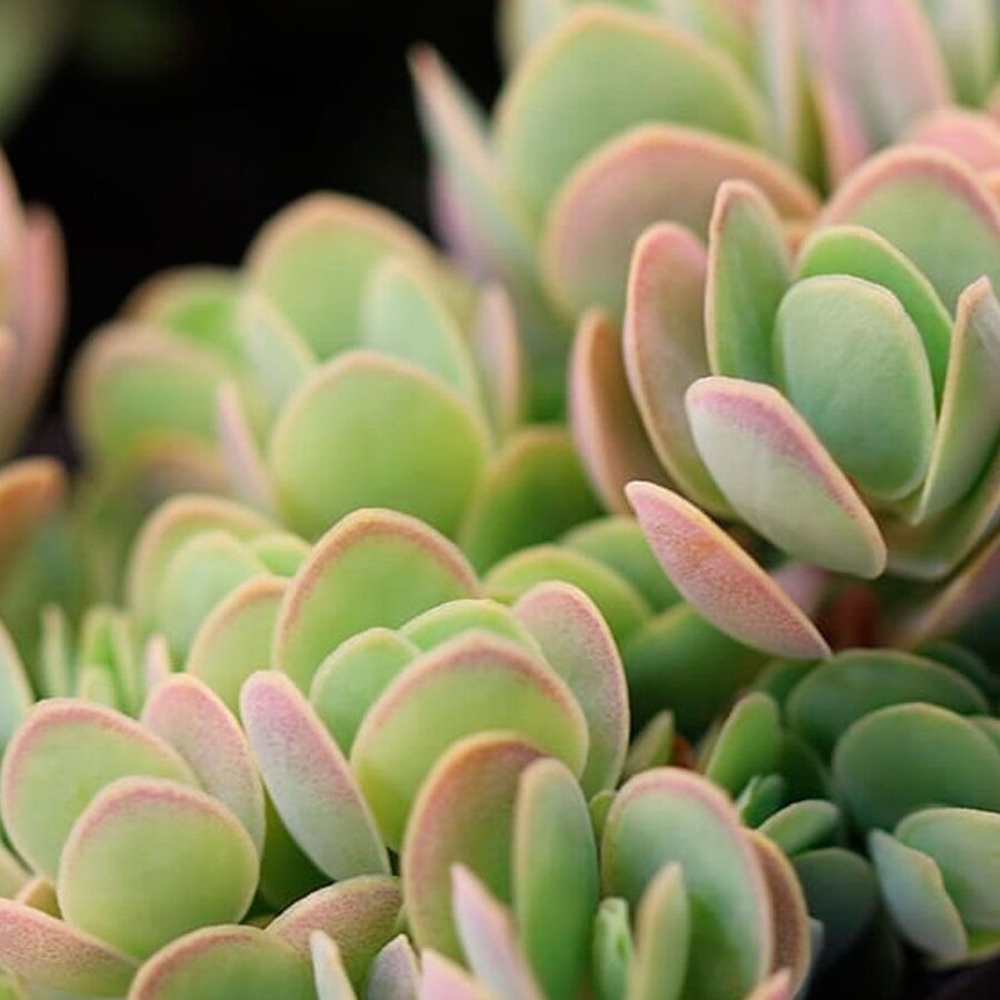 Каланхоэ Кенди Ротундифолия (Kalanchoe Сandy Rotundifolie) D5см