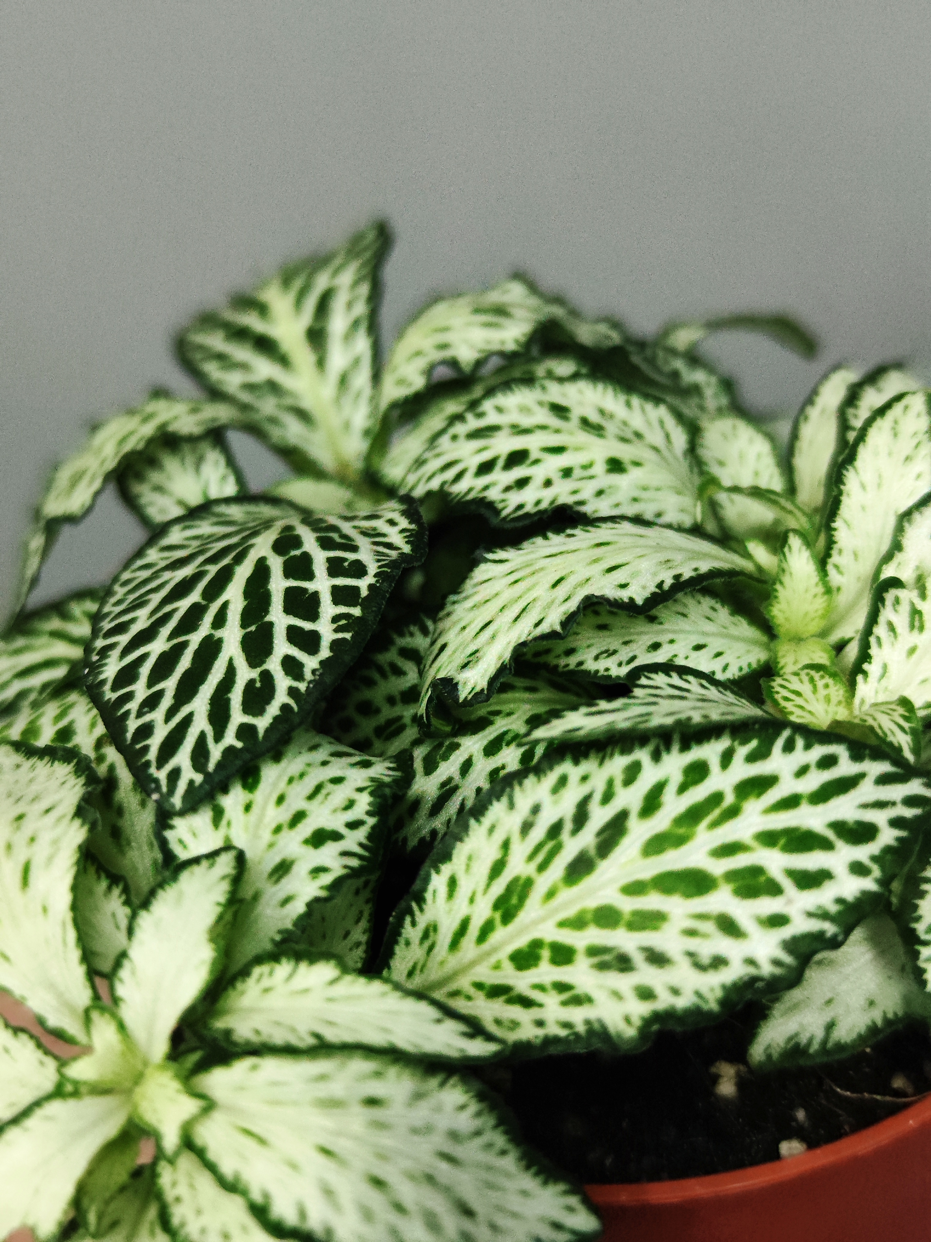 Фиттония Белая Форест Флейм (Fittonia White Forest Flame) D8,5см
