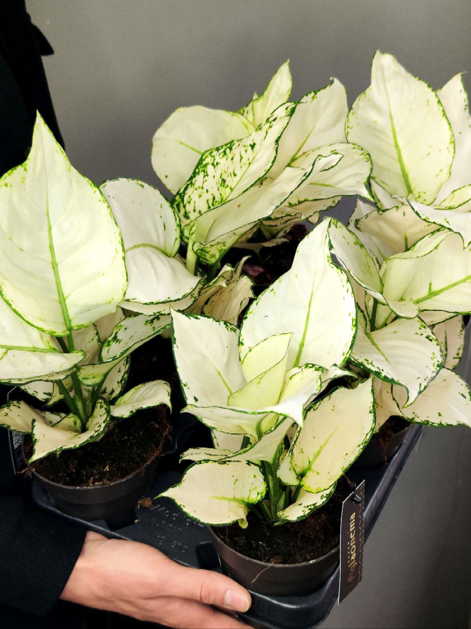Аглаонема Вайт Джой (Aglaonema White Joy) D12см