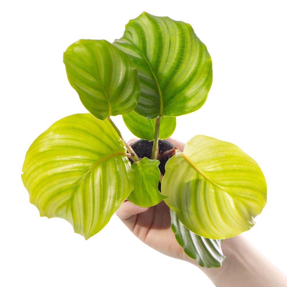Калатея Орбифолия (Calathea Orbifolia) D6см