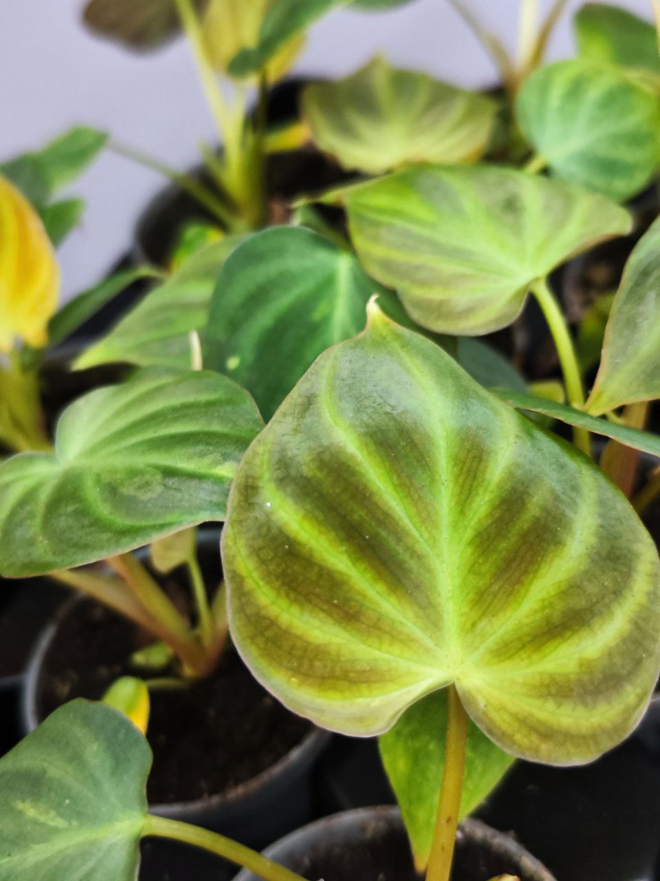 Филодендрон Веррукозум, или Бородавчатый (Philodendron Verrucosum) D6см