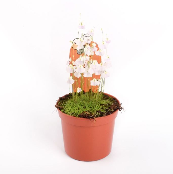 Пузырчатка Свинцовая, или Утрикулярия Ливида  (Utricularia Livida) D9см