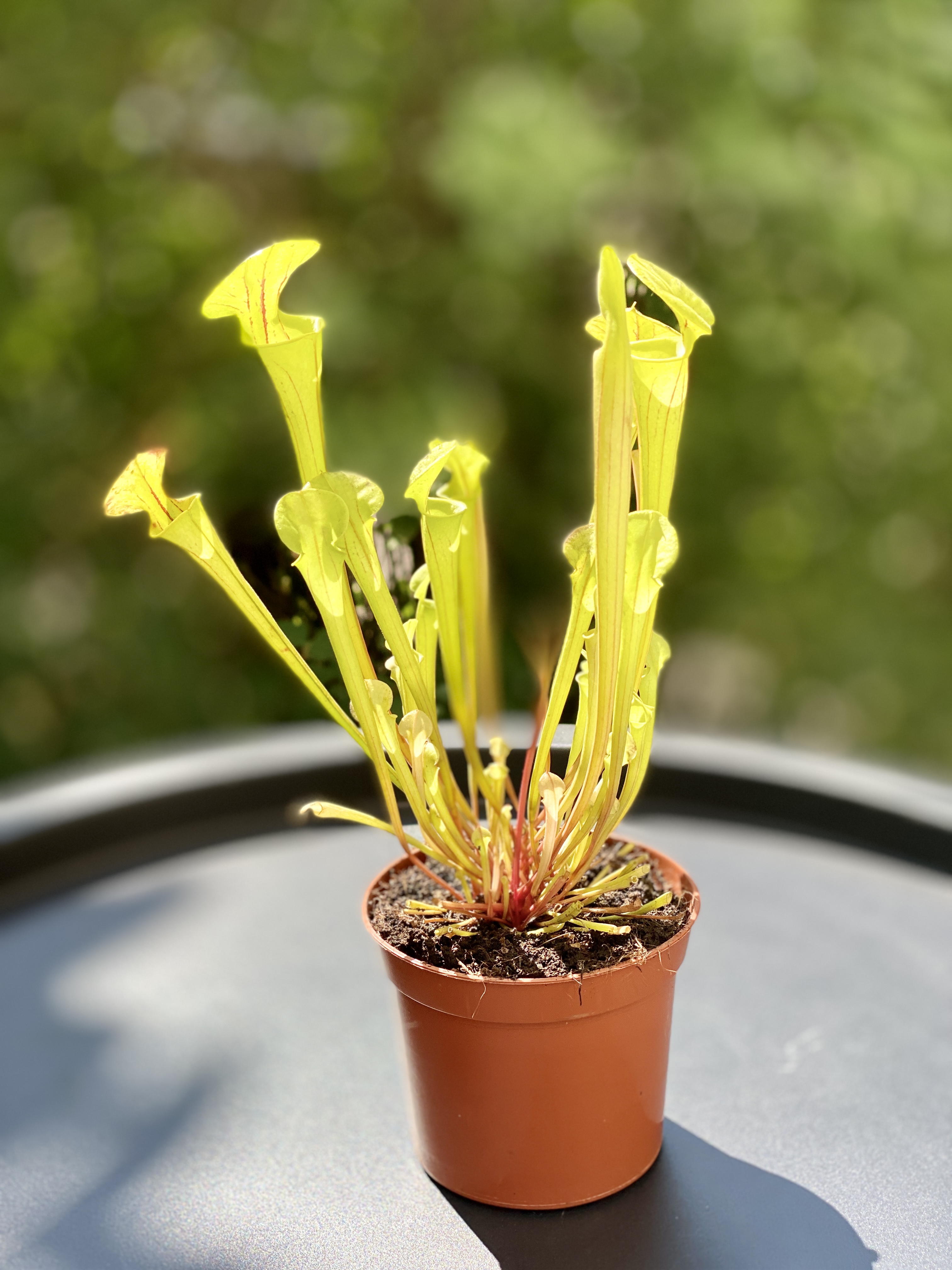 Саррацения Флава (Sarracenia Flava) D9см