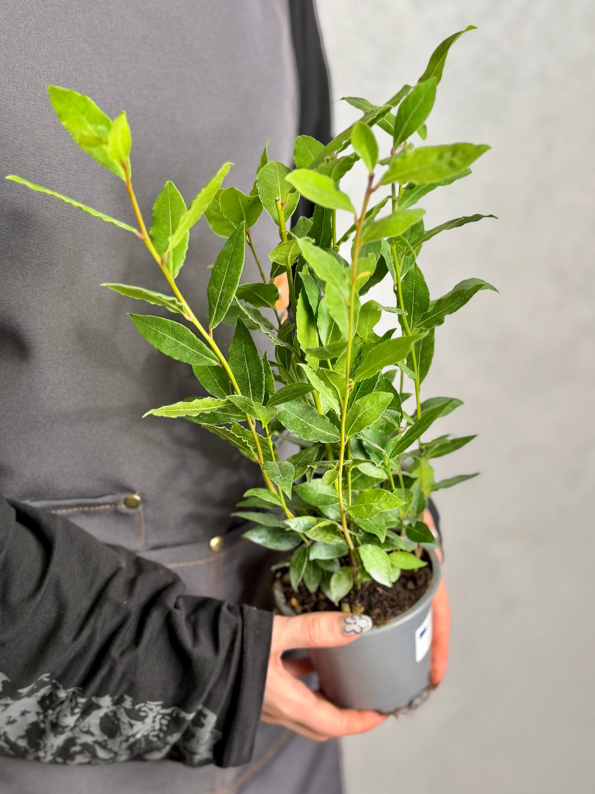 Лавр Благородный, или Лавровое дерево (Laurus Nobilis) D11см