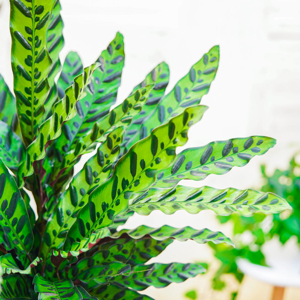 Калатея Лансифолия (Calathea Lancifolia) D6см