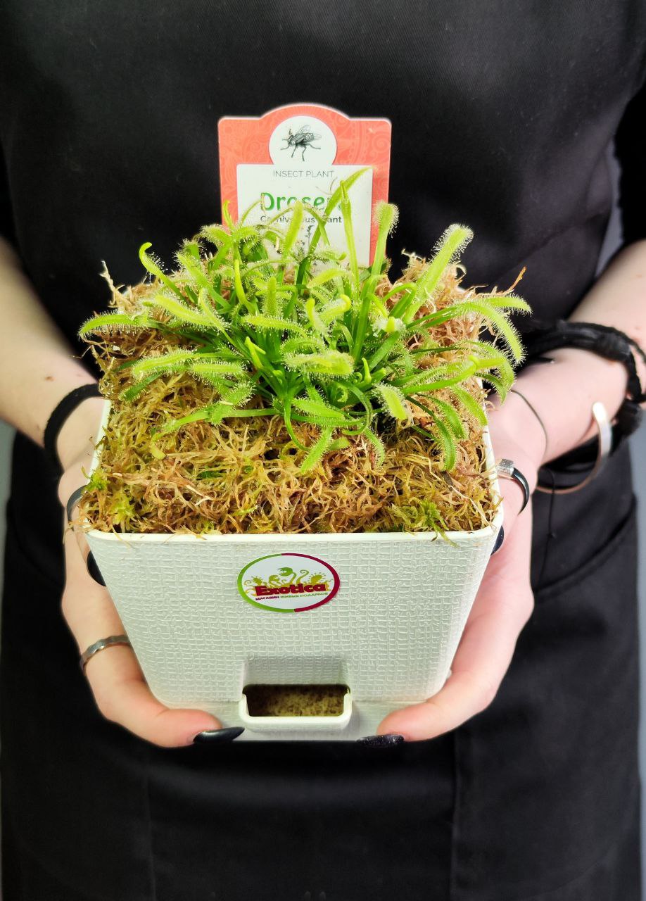 Росянка Альба (Drosera alba) пересаженная D12см