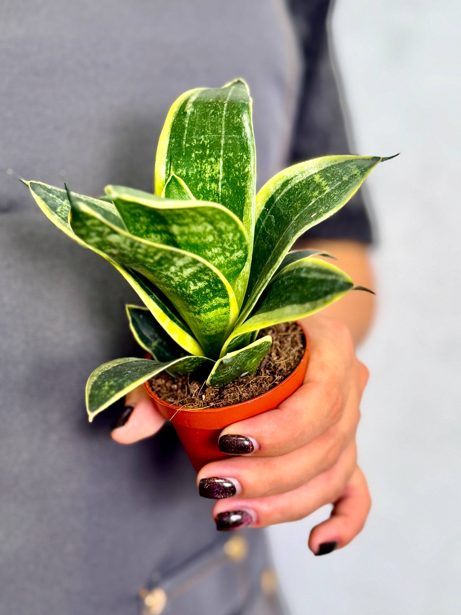 Сансевиерия Ханни Глимеринг Стар (Sansevieria Hahnii Glimmering Star) D6см