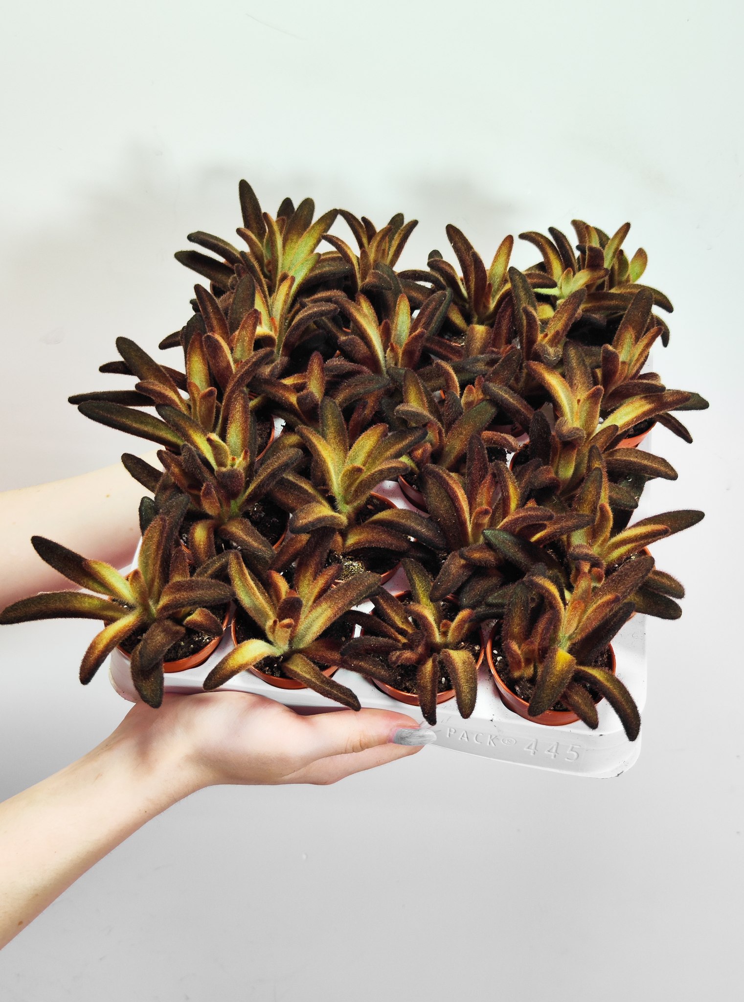 Каланхоэ Войлочное Шоколадный Солдат (Kalanchoe Chocolate Soldier) D5см