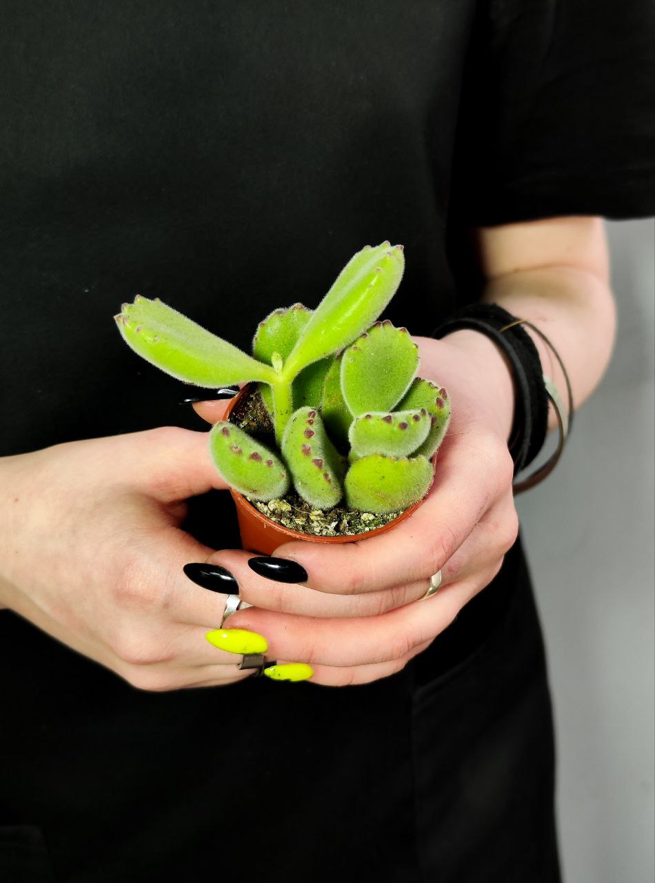 Котиледон Войлочный, или  Медвежьи Лапки (Cotyledon Tomentosa) D5см