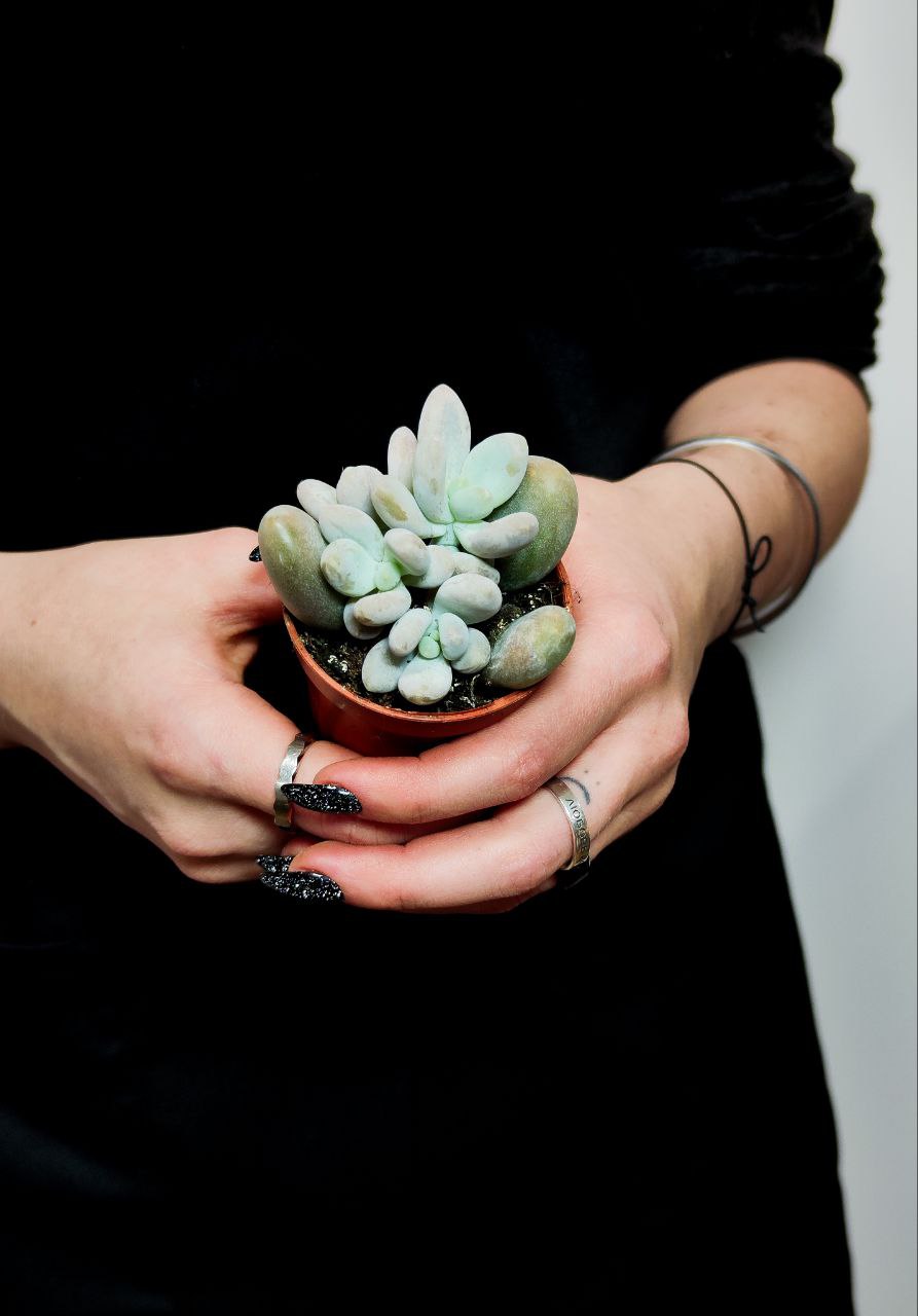 Пахифитум Яйценосный Груп (Pachyphytum Oviferum Group) D5см