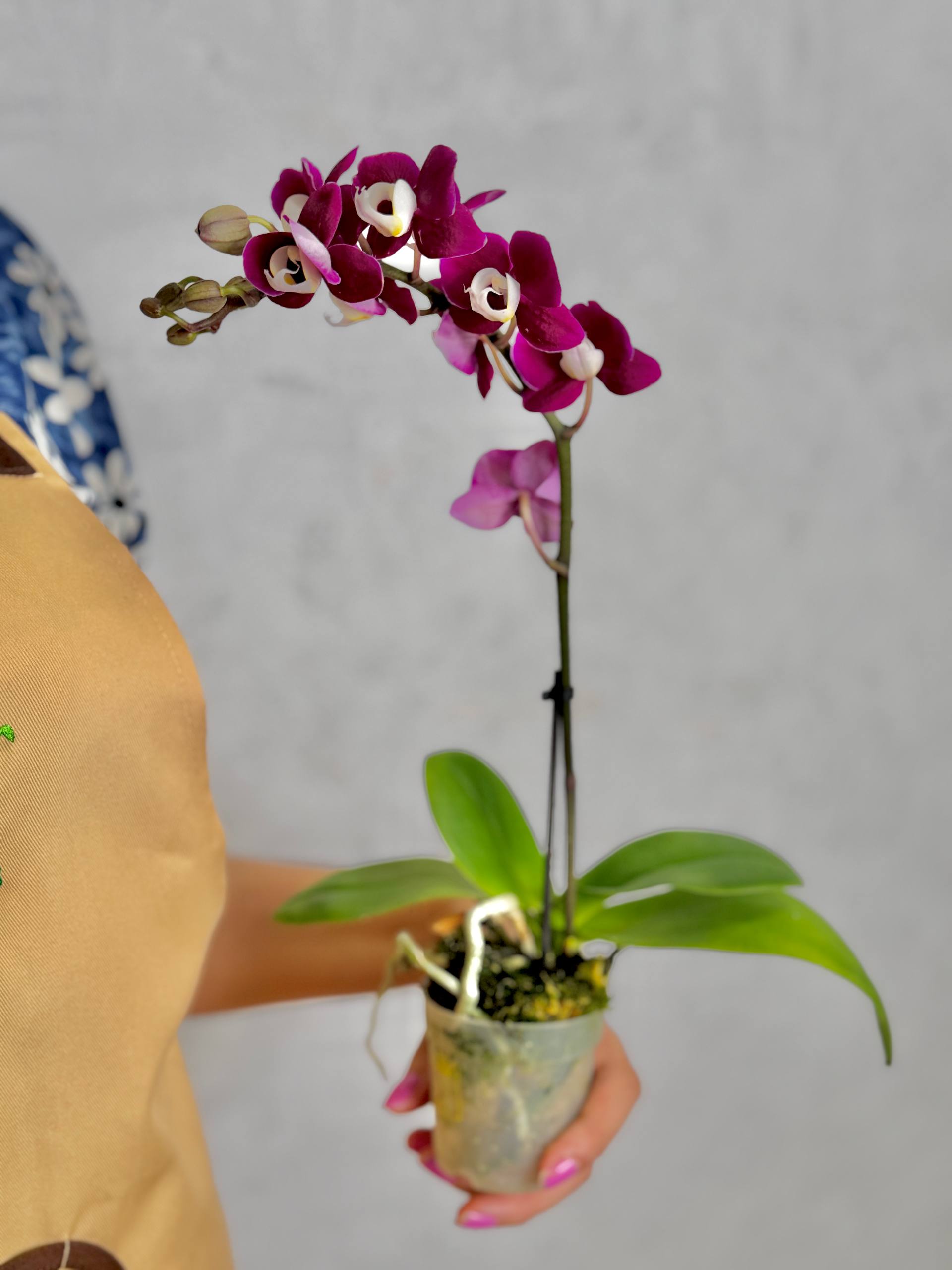 Фаленопсис Мультифлора Кранберри Ча Ча (Phalaenopsis Multiflora Cranberry Cha Cha) D7см