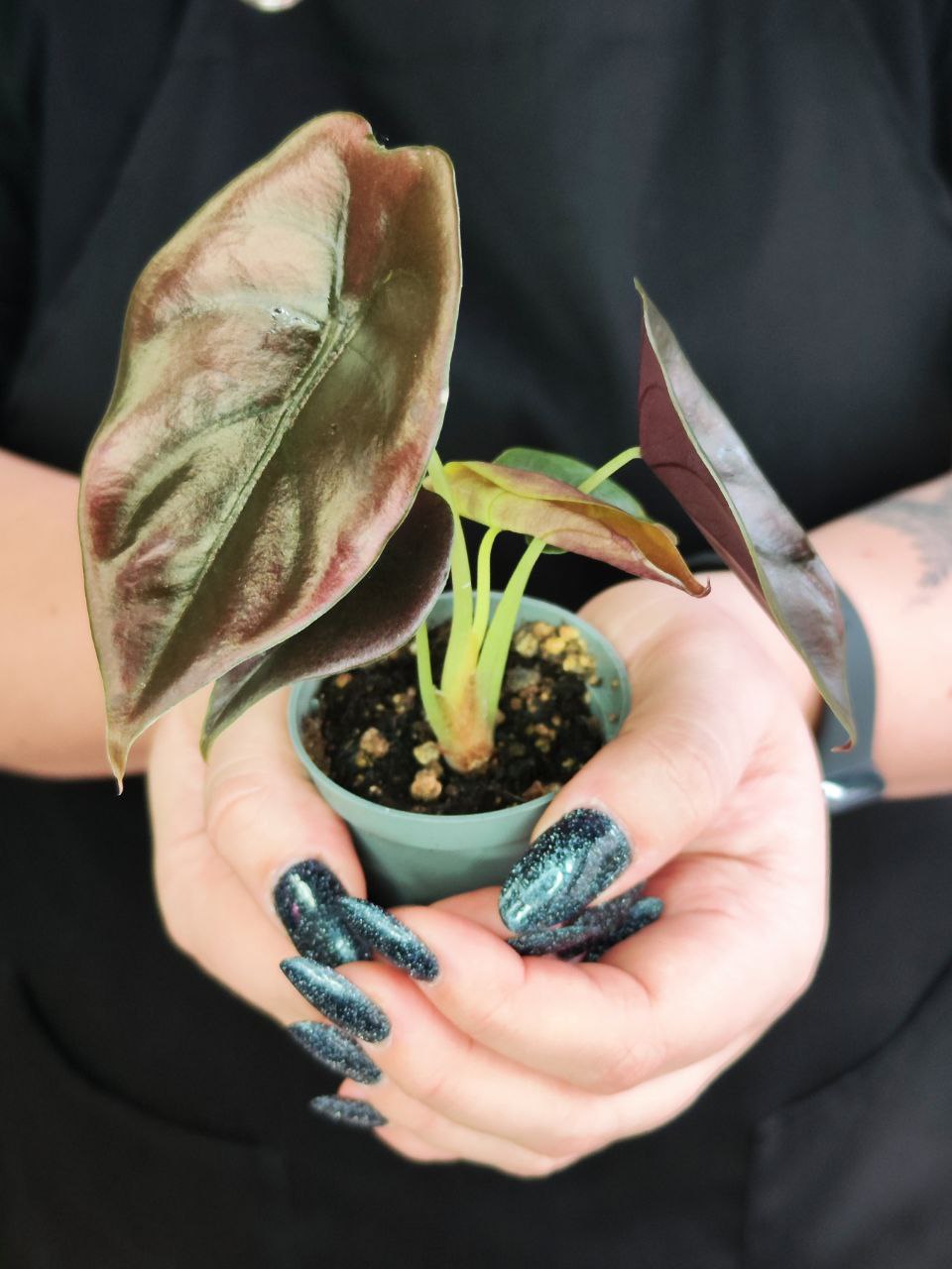 Алоказия Купера Ред Секрет, Купрея (Alocasia Cupera Red Secret) D6см