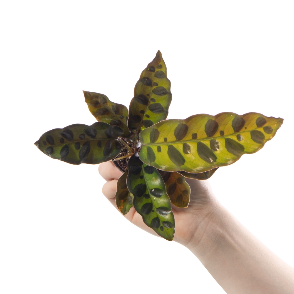 Калатея Лансифолия (Calathea Lancifolia) D6см