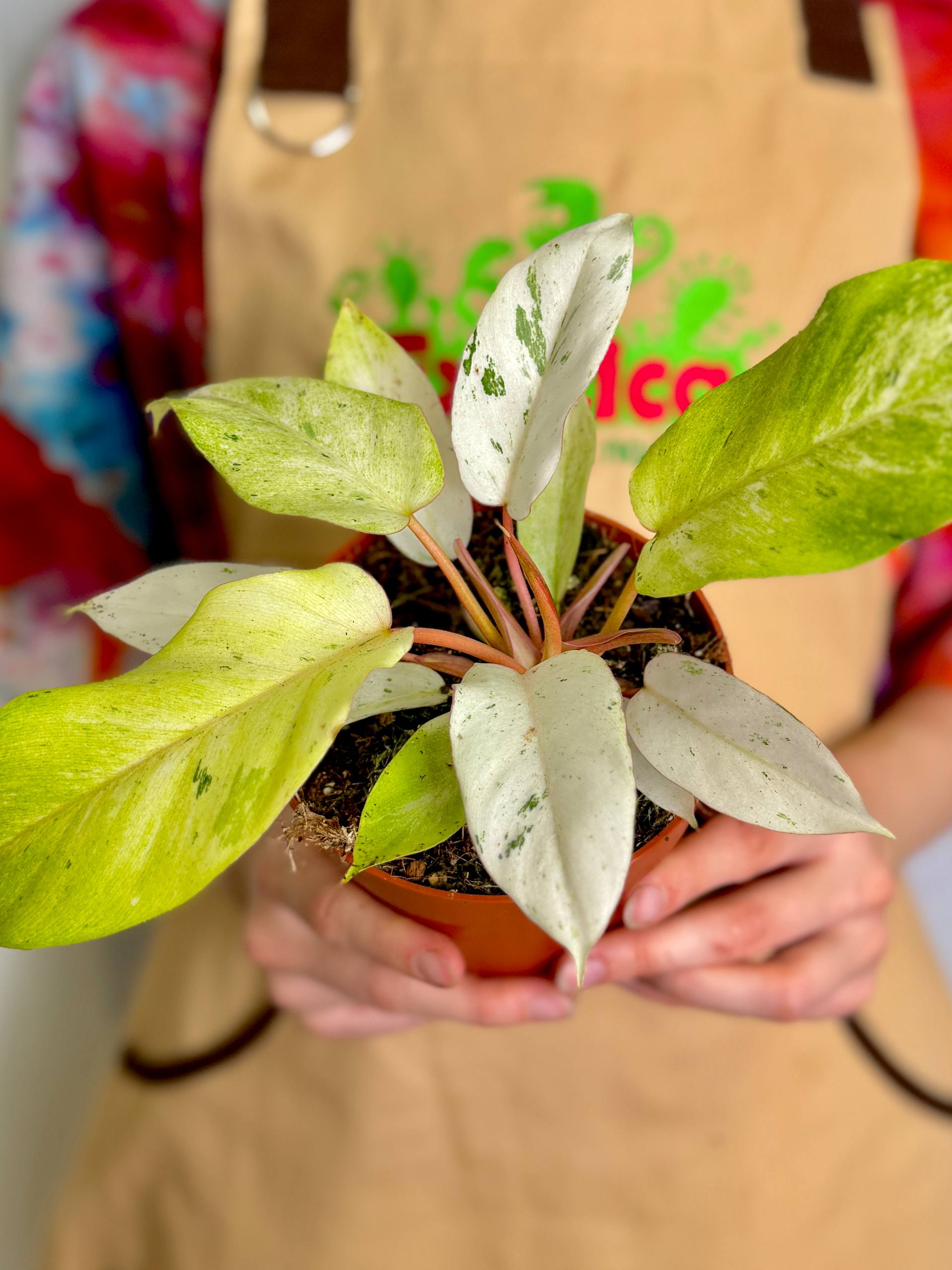 Филодендрон Сноудрифт (Philodendron Snowdrift) D12см