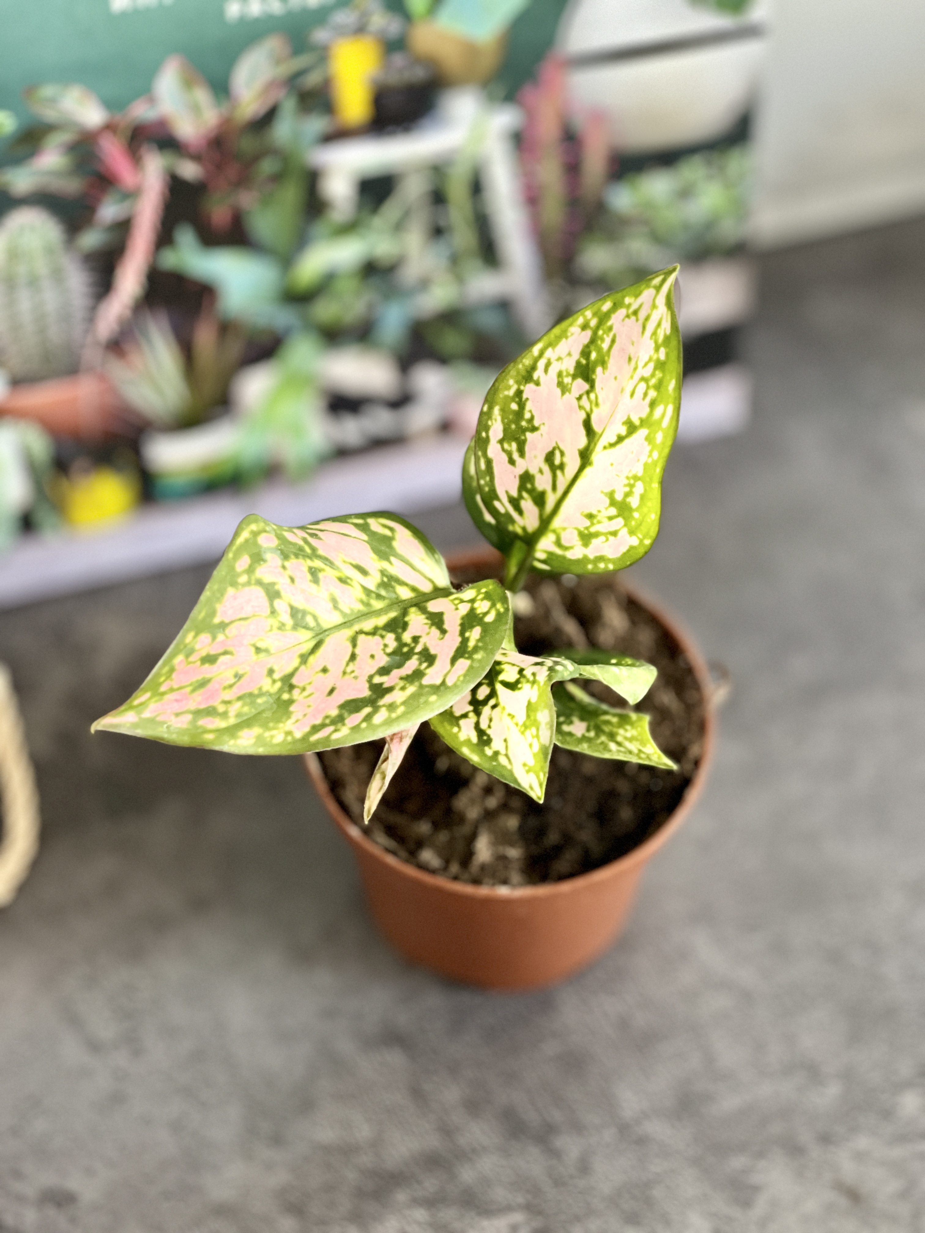 Аглаонема Пинк Бьюти (Aglaonema Pink Beauty) D9см