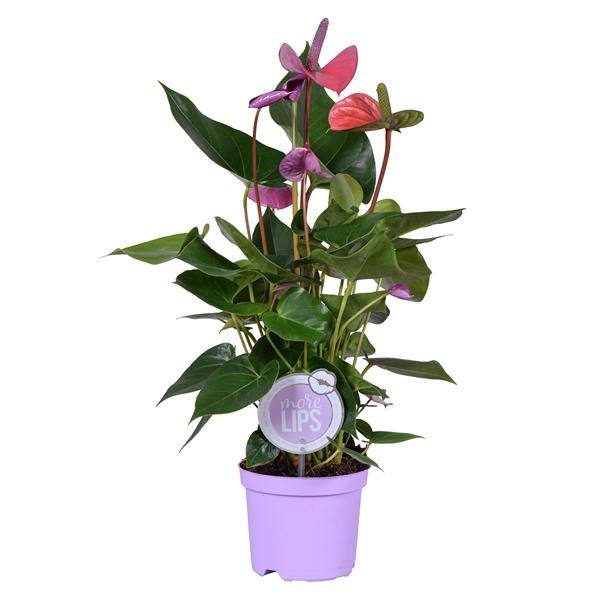 Антуриум Кавалли (Anthurium Cavalli) D14см