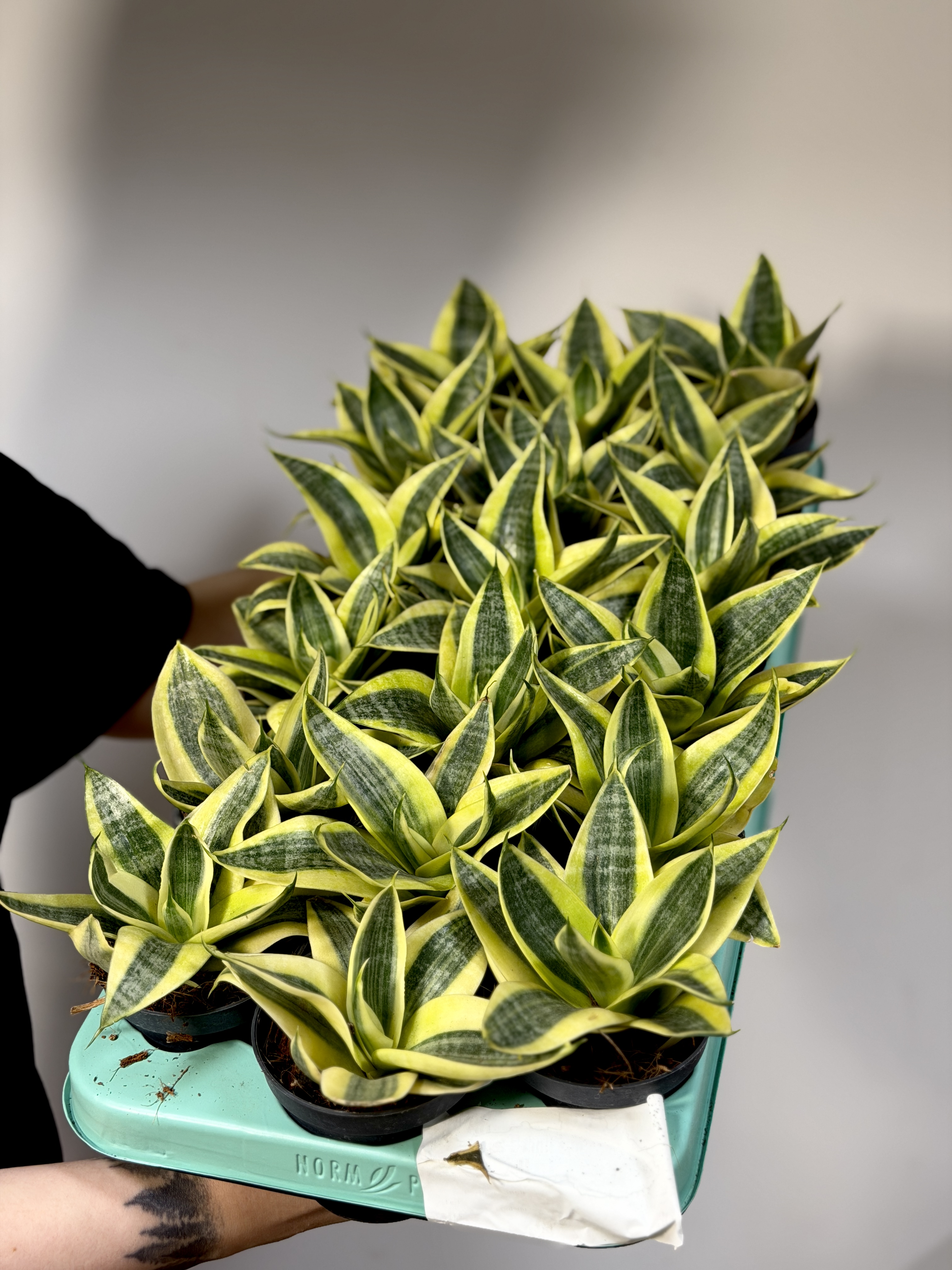 Сансевиерия Ханни Сан (Sansevieria Hahnii Sun) D9см