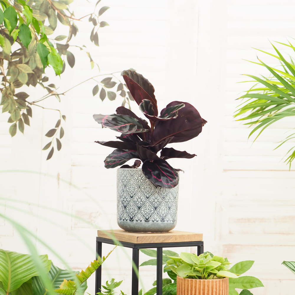 Калатея Розеопикта Дотти (Calathea Roseopicta Dottie) D6см